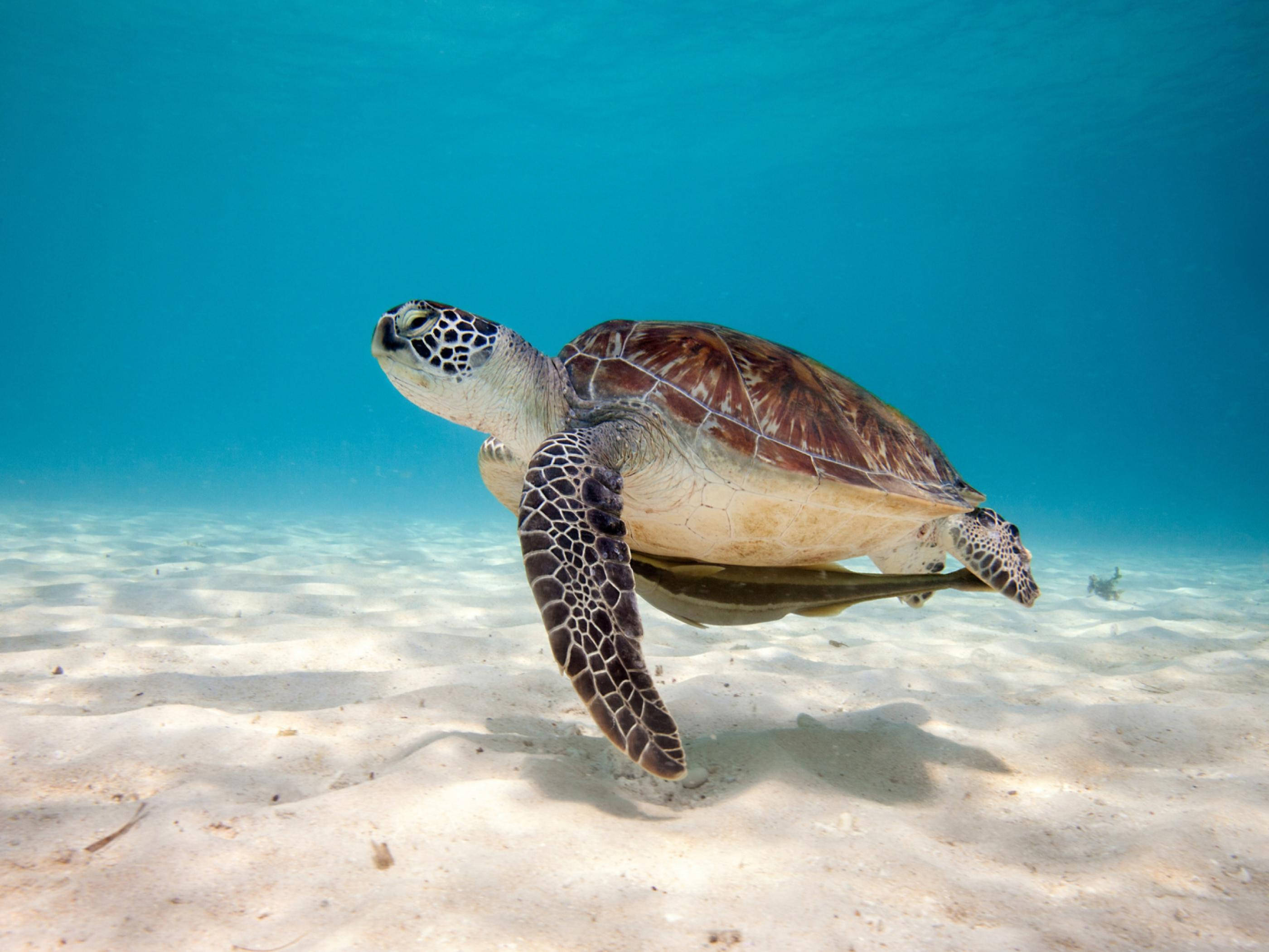 green sea turtle, sandy ocean floor, crystal clear turquoise water, 2K Desktop Wallpaper