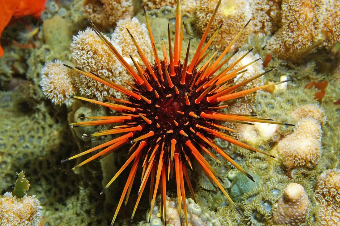 Sea Urchin