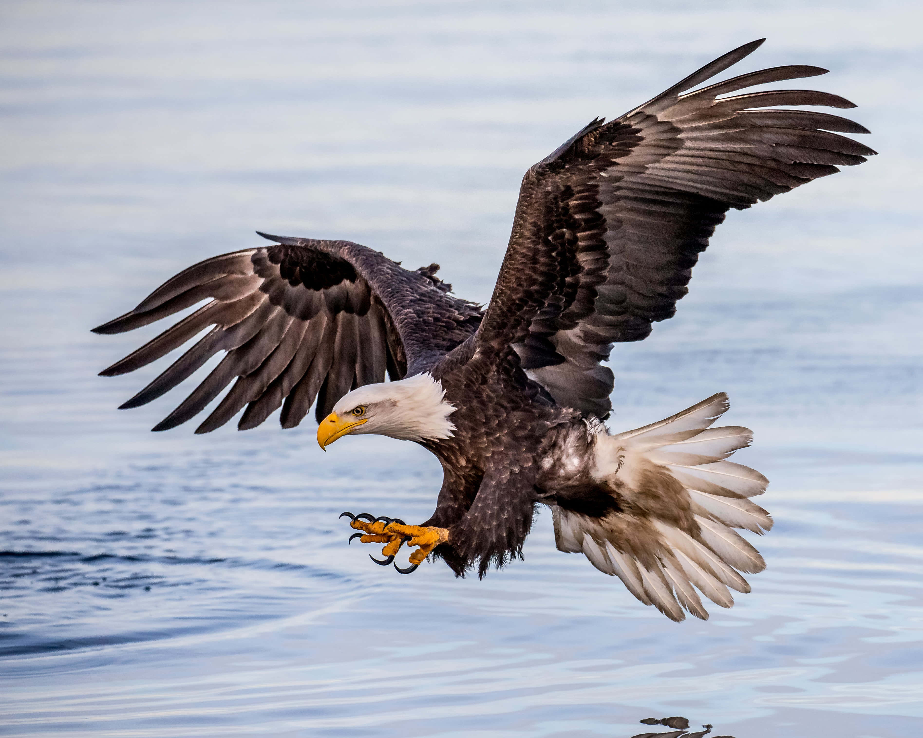 bald eagle, calm blue water, wings spread wide, 2K Desktop Wallpaper