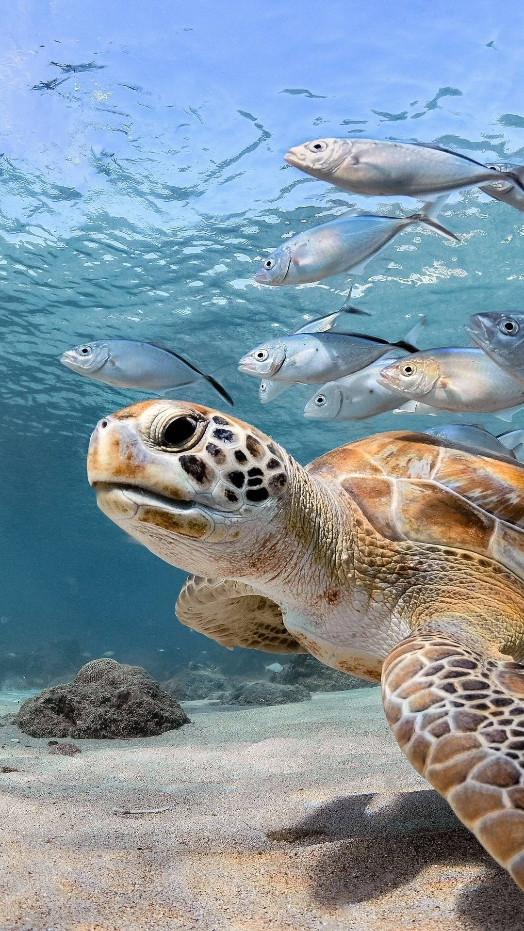 sea turtle, school of silver fish, underwater shot, Full HD Phone Wallpaper
