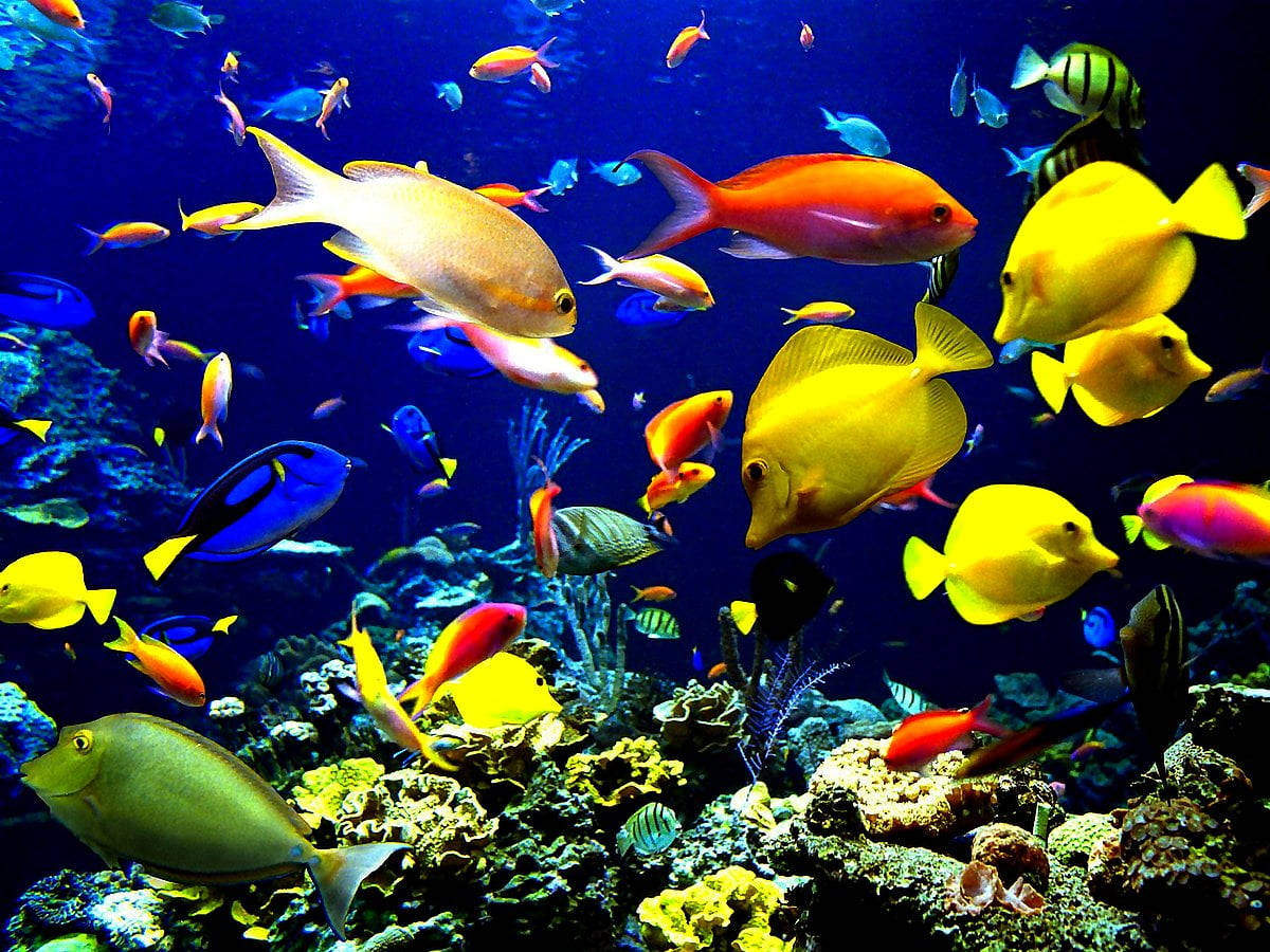 coral reef fish, colorful coral reefs, deep blue ocean waters, SD Desktop Wallpaper