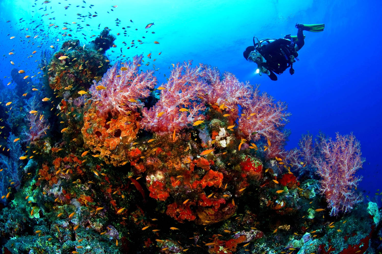 scuba diver, vibrant coral reef, orange fish, HD Desktop Wallpaper