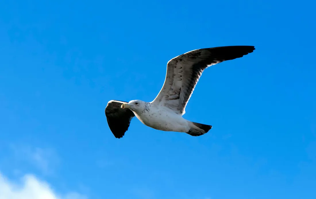 Seabird