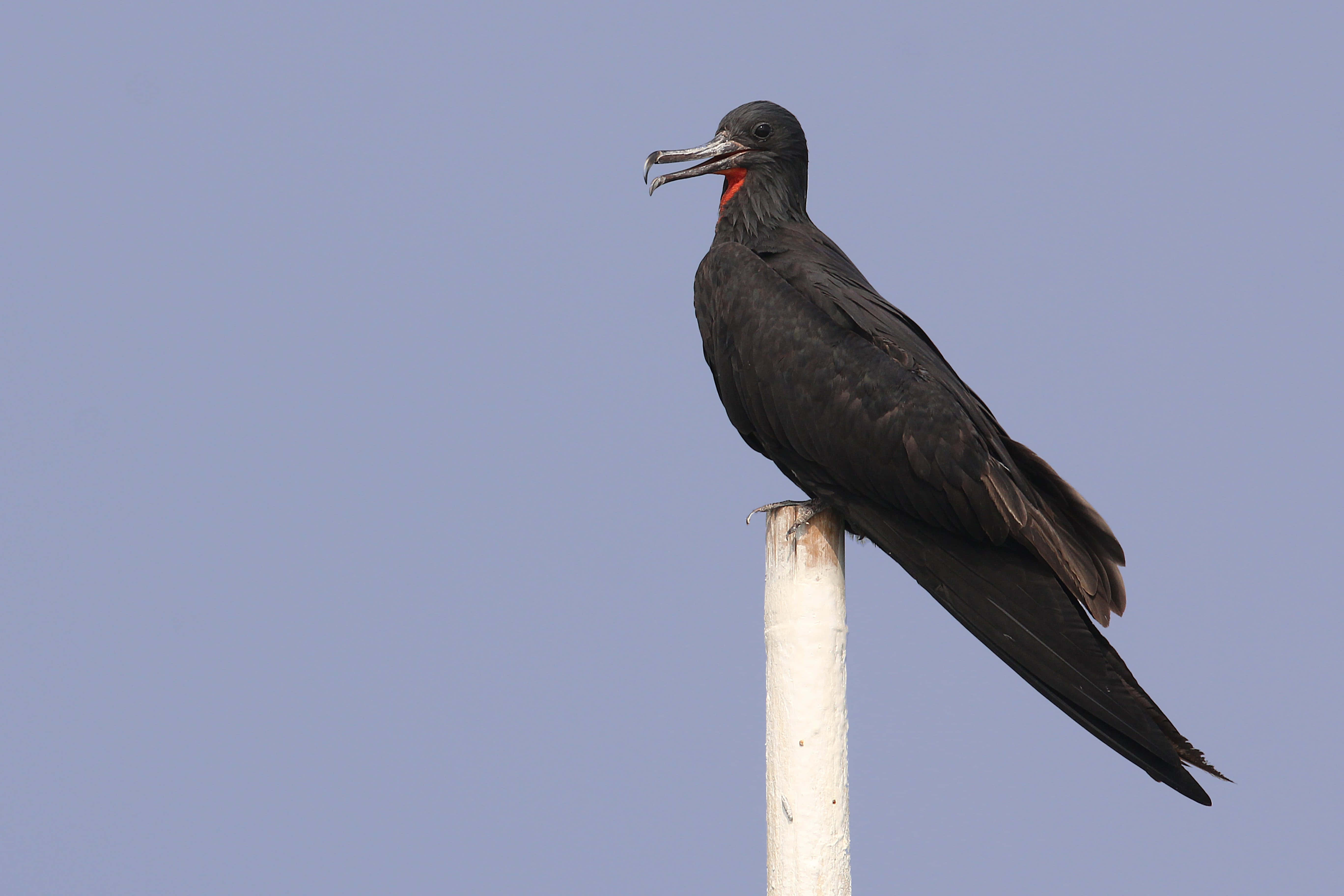 frigatebird, pole, weathered white pole, 5K Desktop Wallpaper
