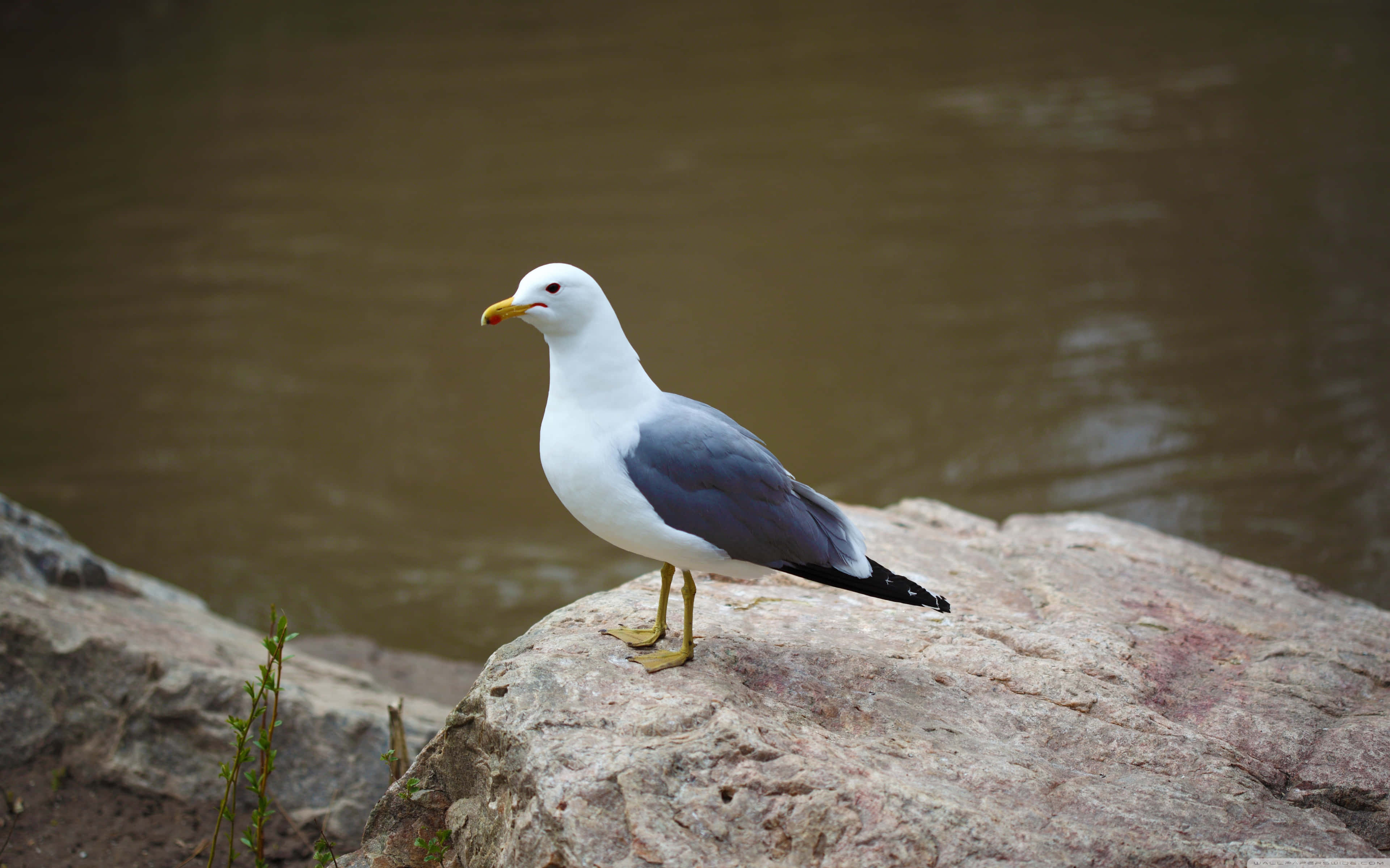 seagull, white head, gray wings, 4K Desktop Wallpaper