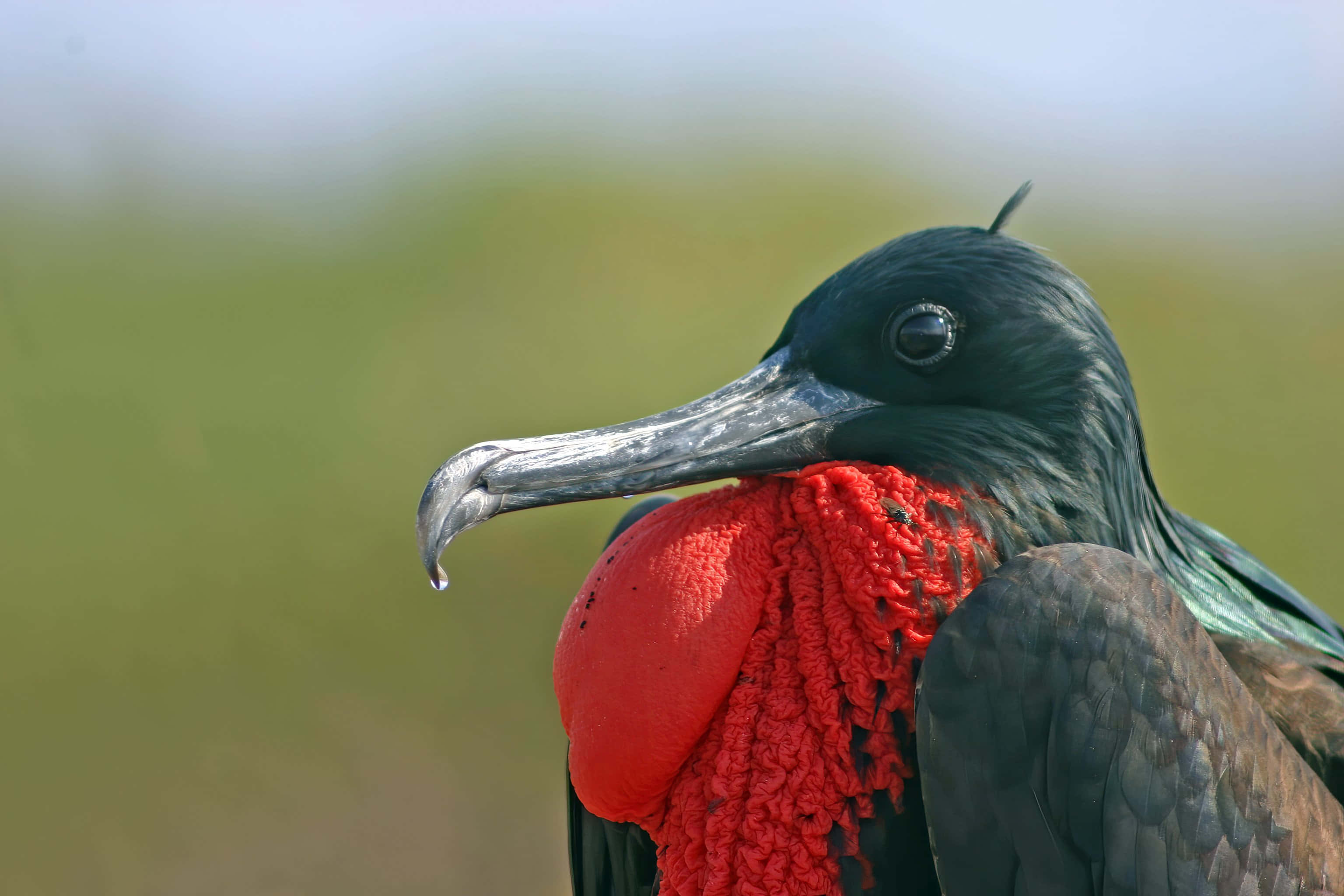 magnificent frigatebird, vibrant red throat pouch, dark feathers, 2K Desktop Wallpaper