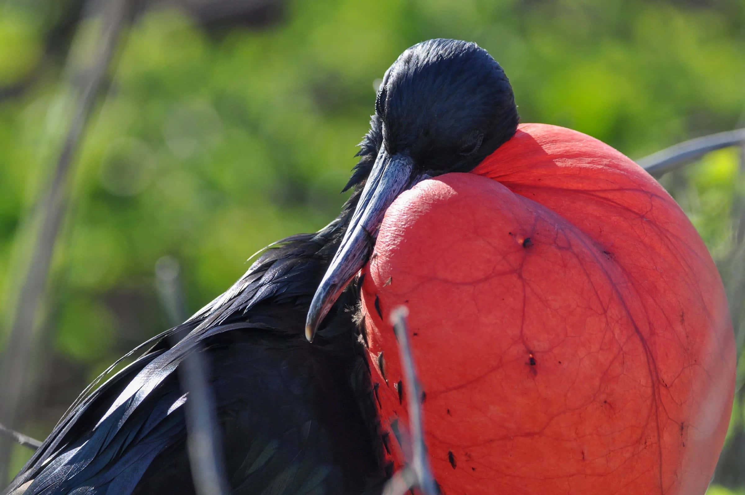 frigatebird, inflated gular sac, vivid red throat pouch, Full HD Desktop Wallpaper