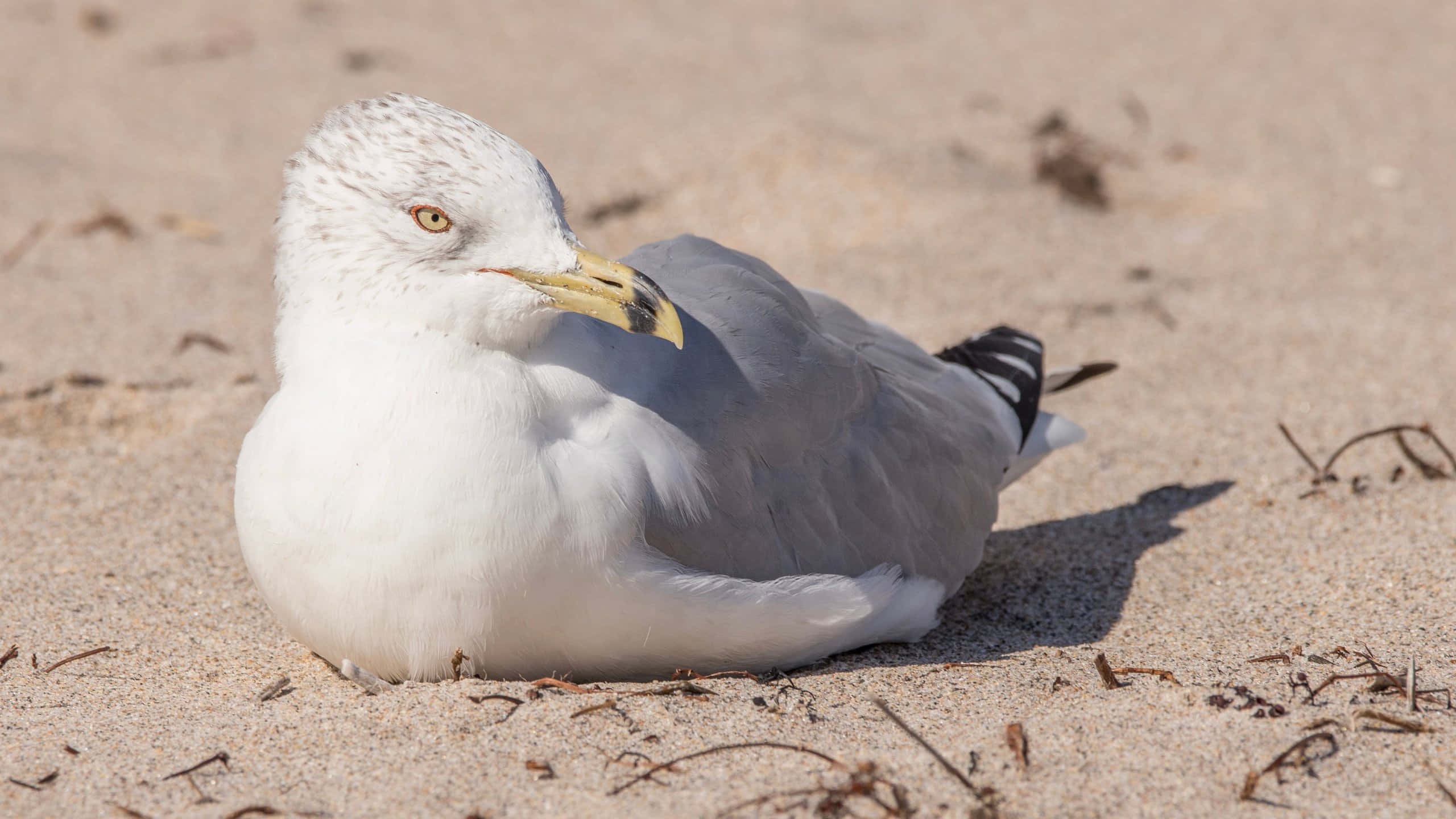 seagull, sandy beach, sunlit, 2K Desktop Wallpaper