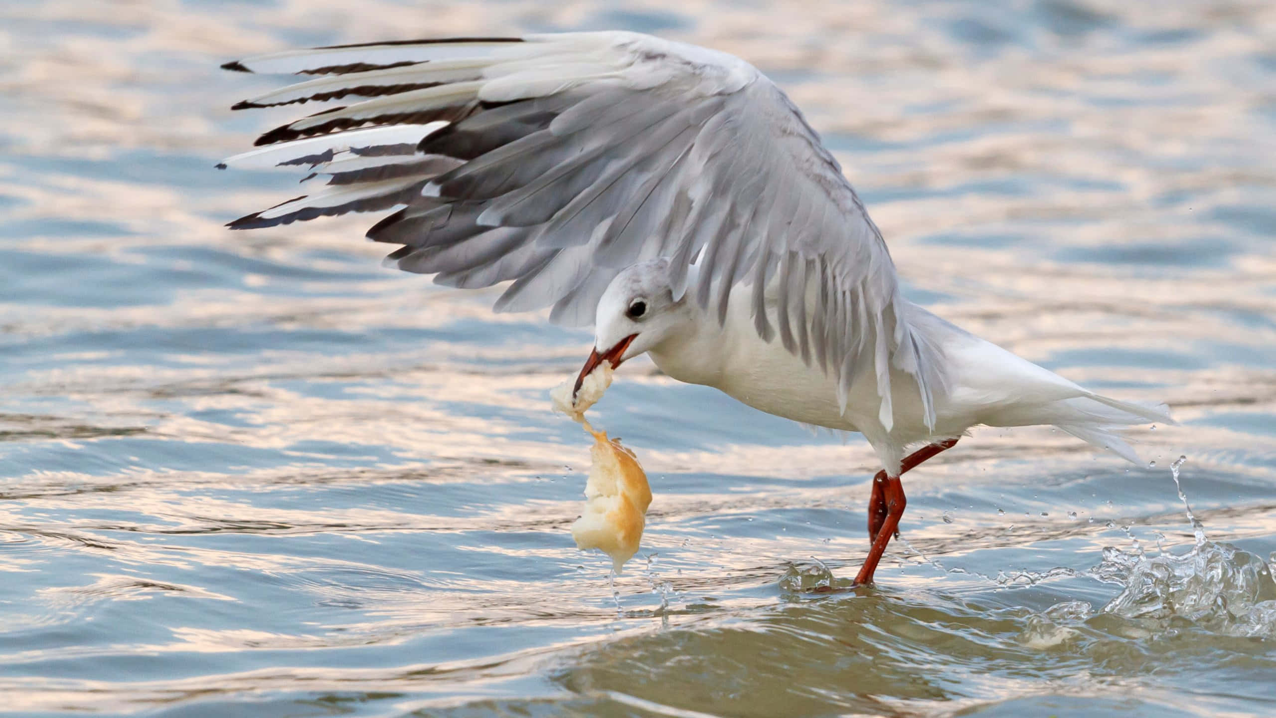 seagull, outstretched wings, piece of bread, 2K Desktop Wallpaper