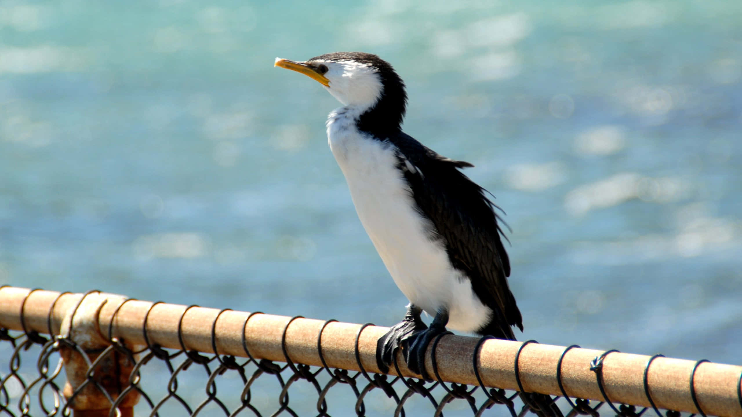 Seabird, cormorant, yellow beak, 2K Desktop Wallpaper
