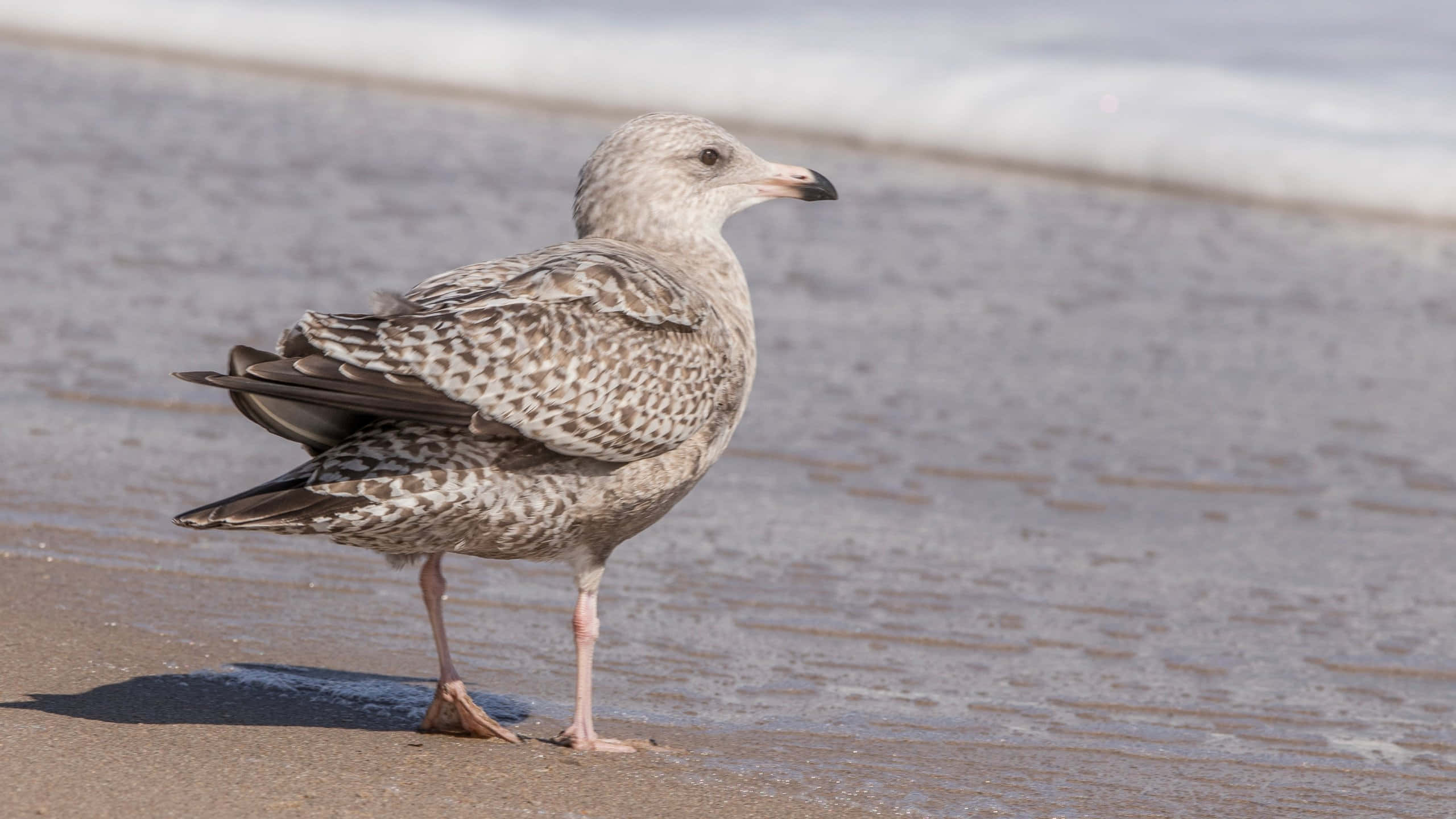 juvenile seagull, beach, wet sand, 2K Desktop Wallpaper
