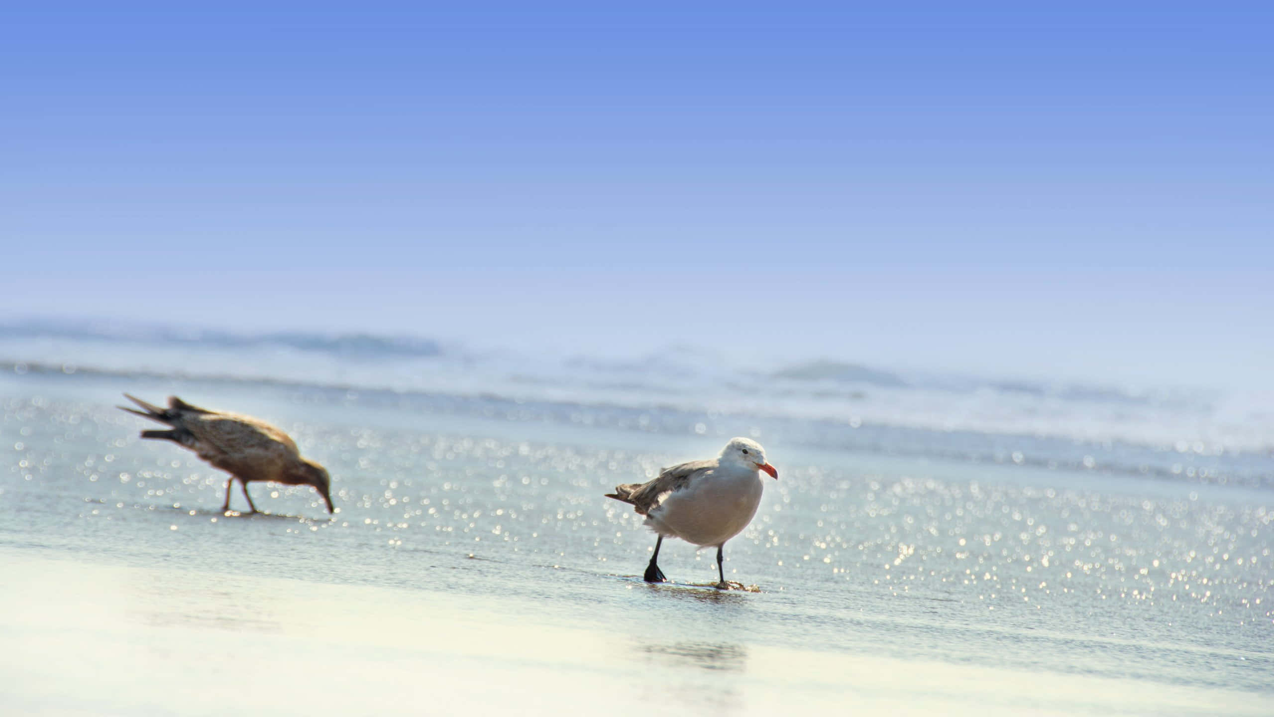 seabirds, shoreline, sunlit beach, 2K Desktop Wallpaper