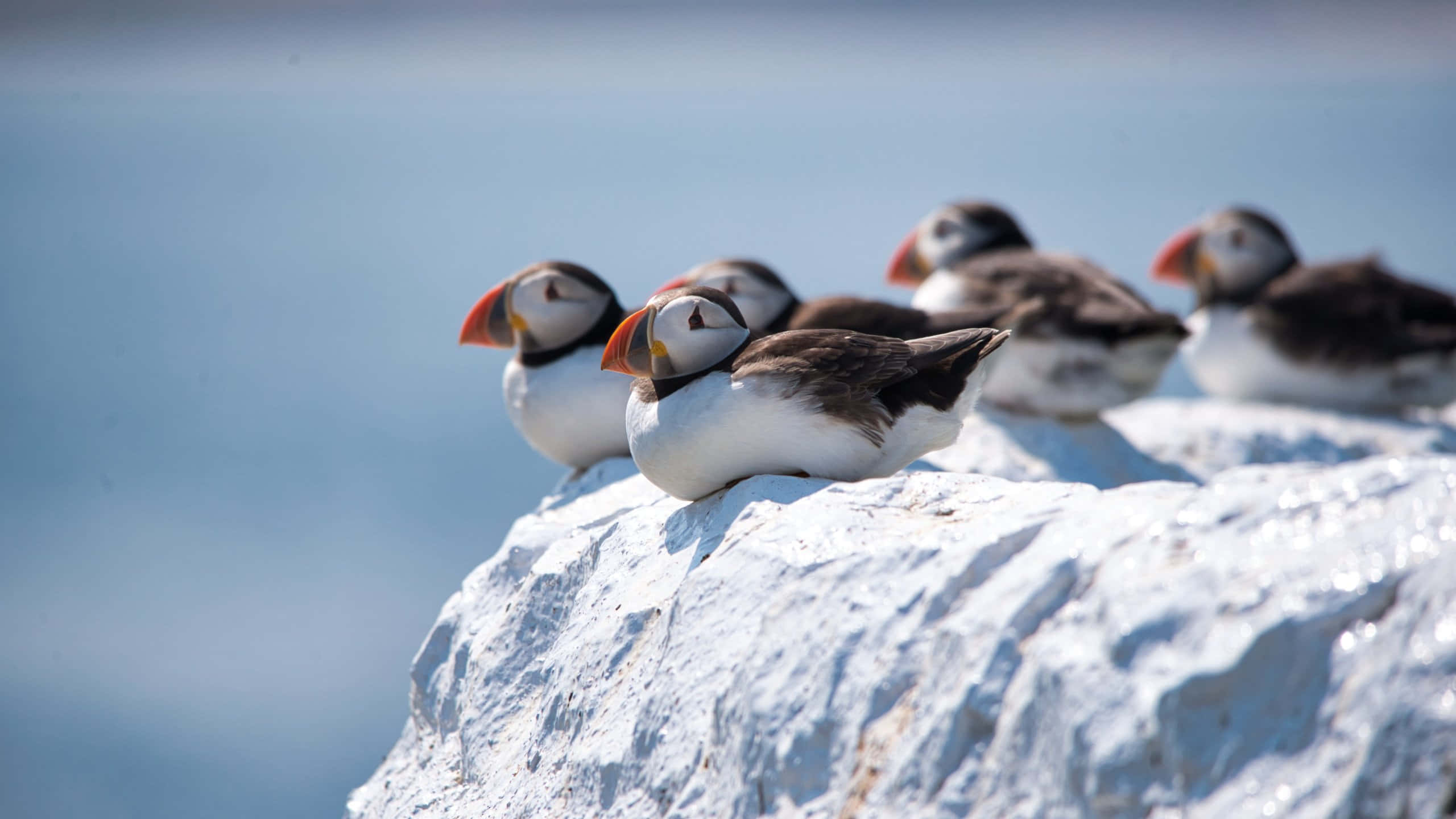 puffins, cliffside, white rock, 2K Desktop Wallpaper