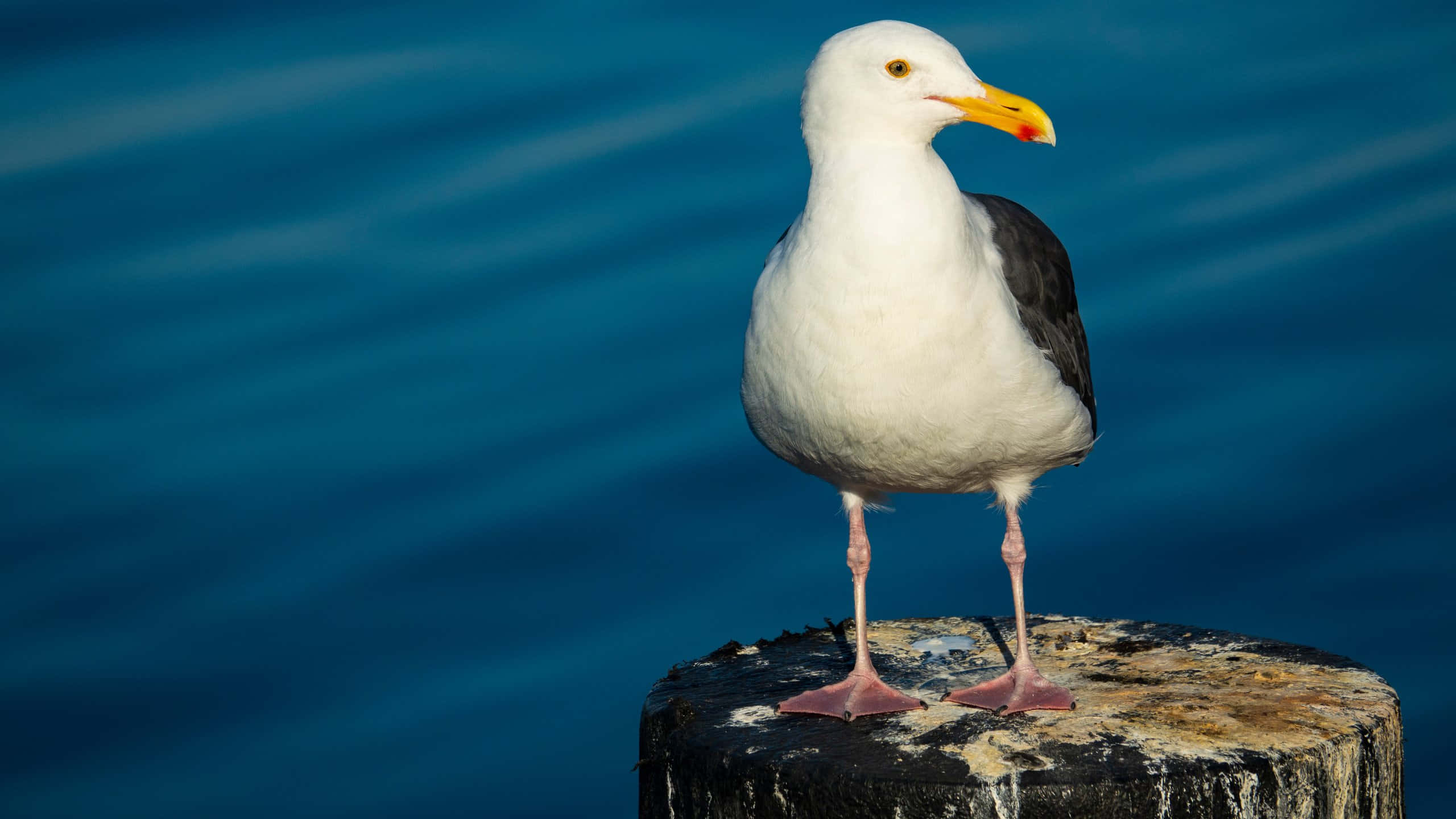 seagull, pier stump, weathered wooden post, 2K Desktop Wallpaper