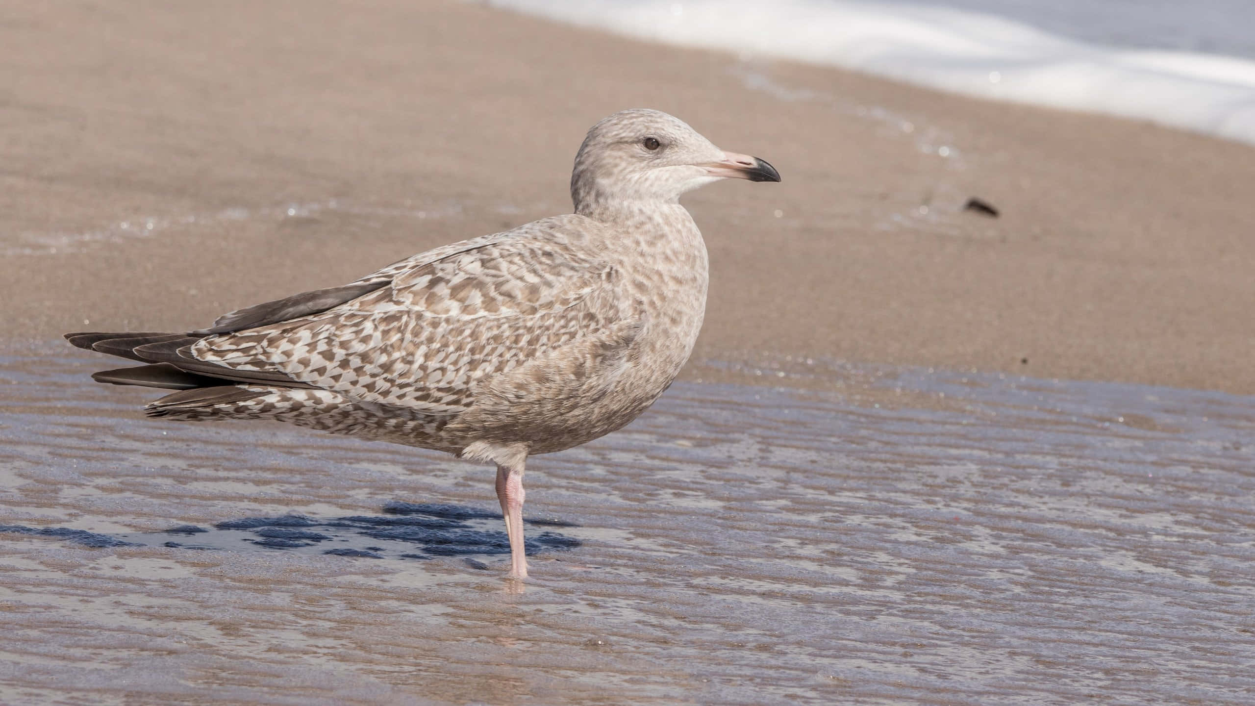 juvenile seagull, beach, shallow wet sand, 2K Desktop Wallpaper