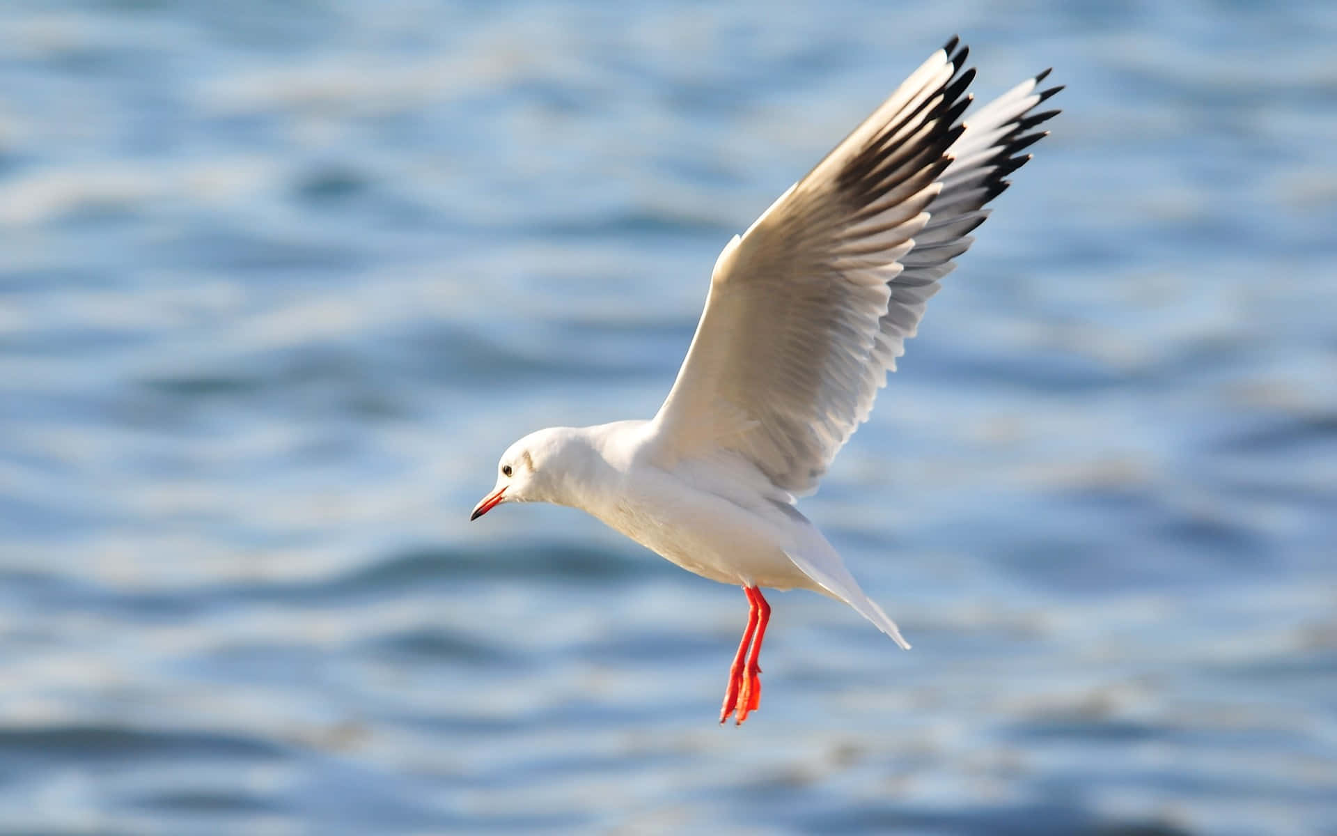 seagull, rippling blue water, wings spread wide, Full HD Desktop Wallpaper