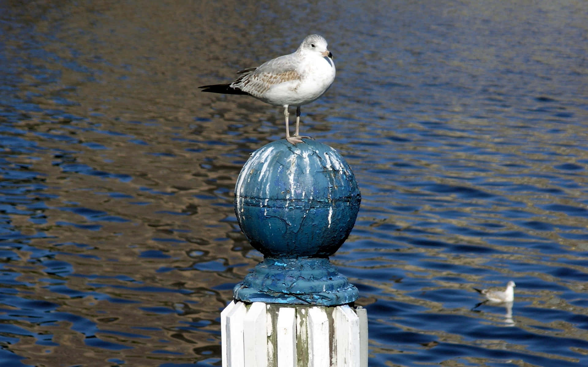seagull, blue globe, white post, Full HD Desktop Wallpaper