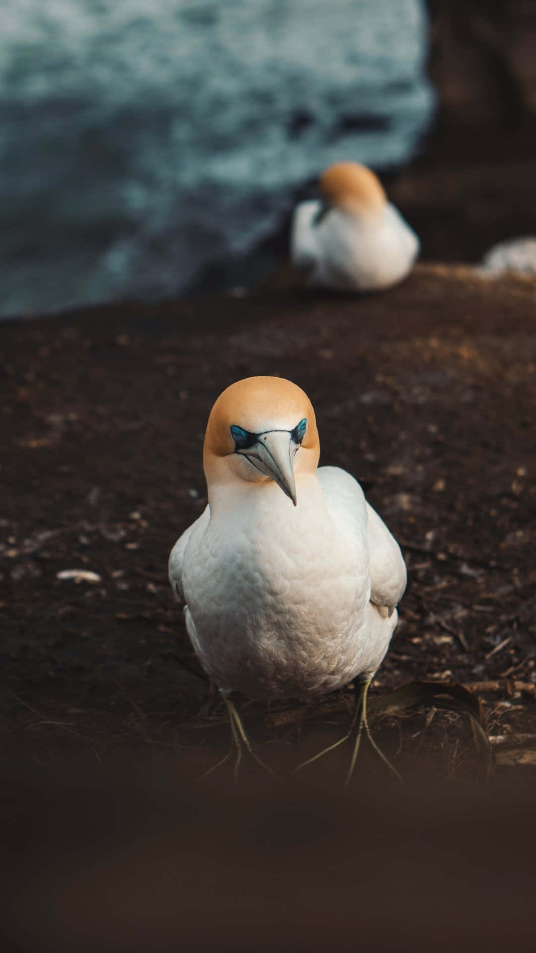 gannet, white body, orange head, Full HD Phone Wallpaper