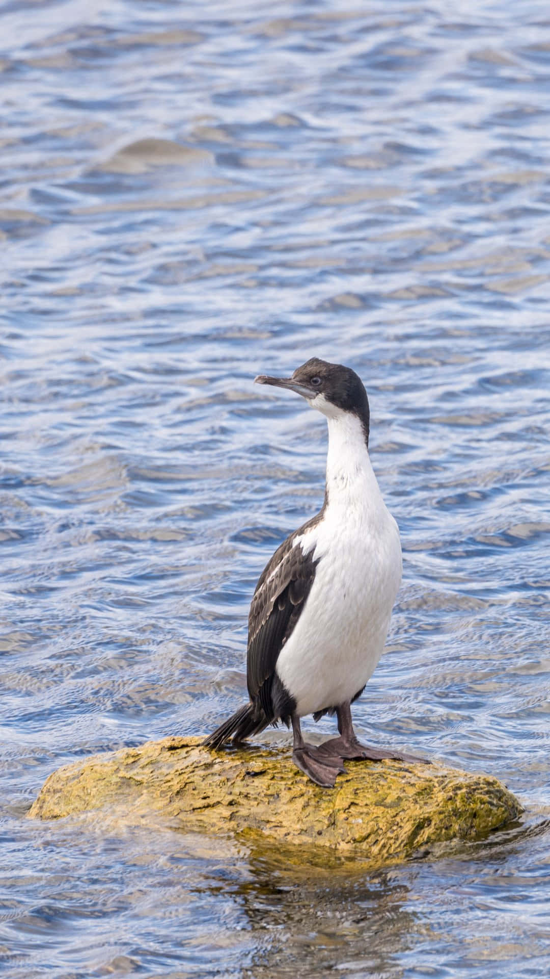 cormorant, mossy rock, rippling blue water, Full HD Phone Wallpaper