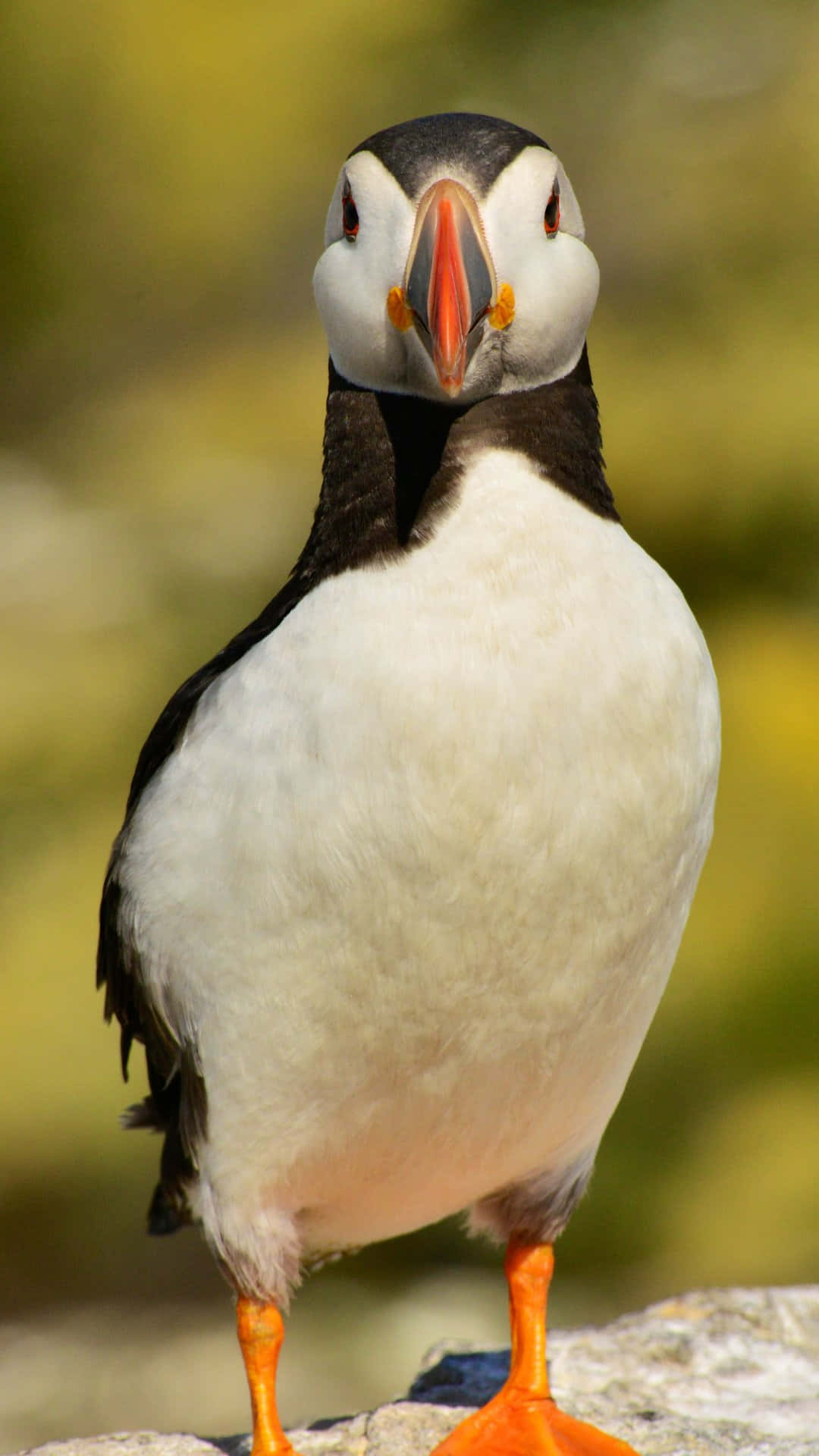 puffin, orange beak, orange feet, Full HD Phone Wallpaper