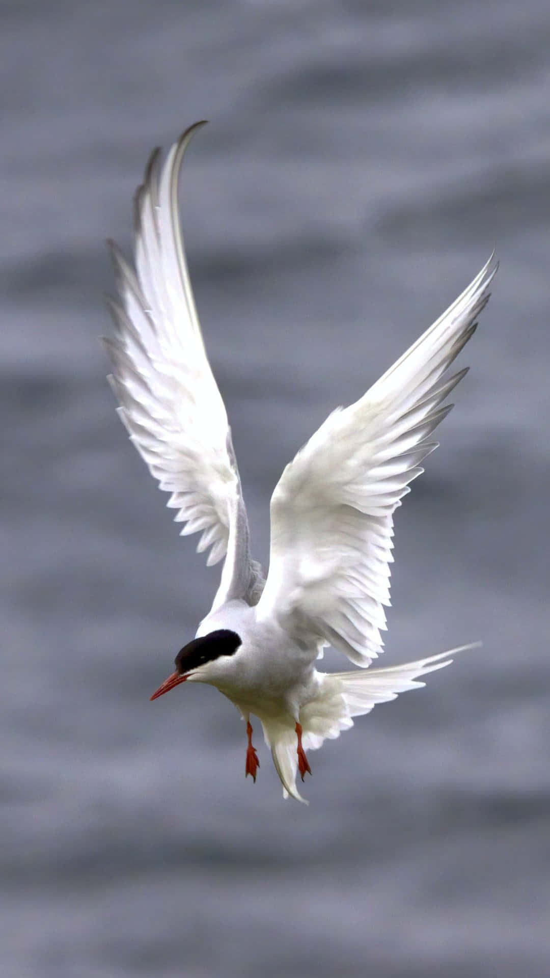 white tern, black cap, red beak, Full HD Phone Wallpaper