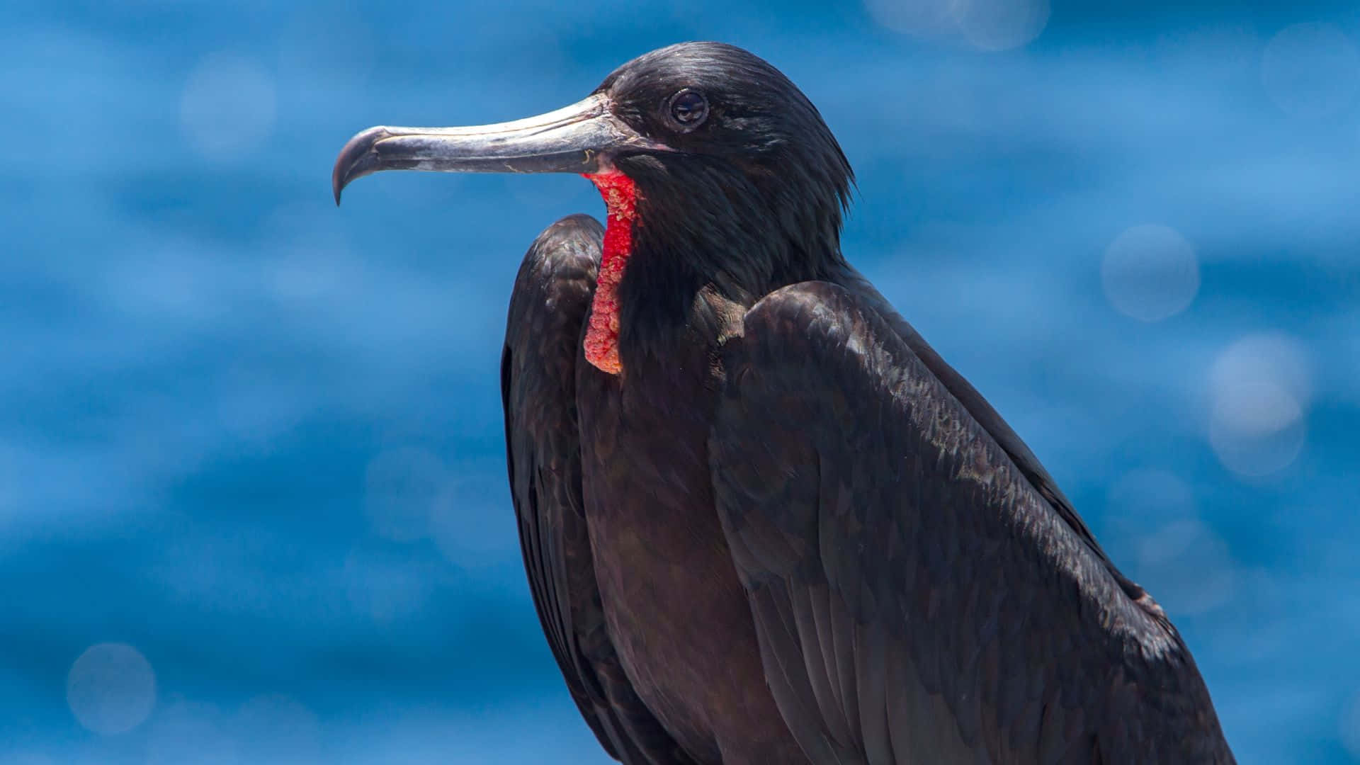 frigatebird, bright red throat pouch, blue ocean background, Full HD Desktop Wallpaper
