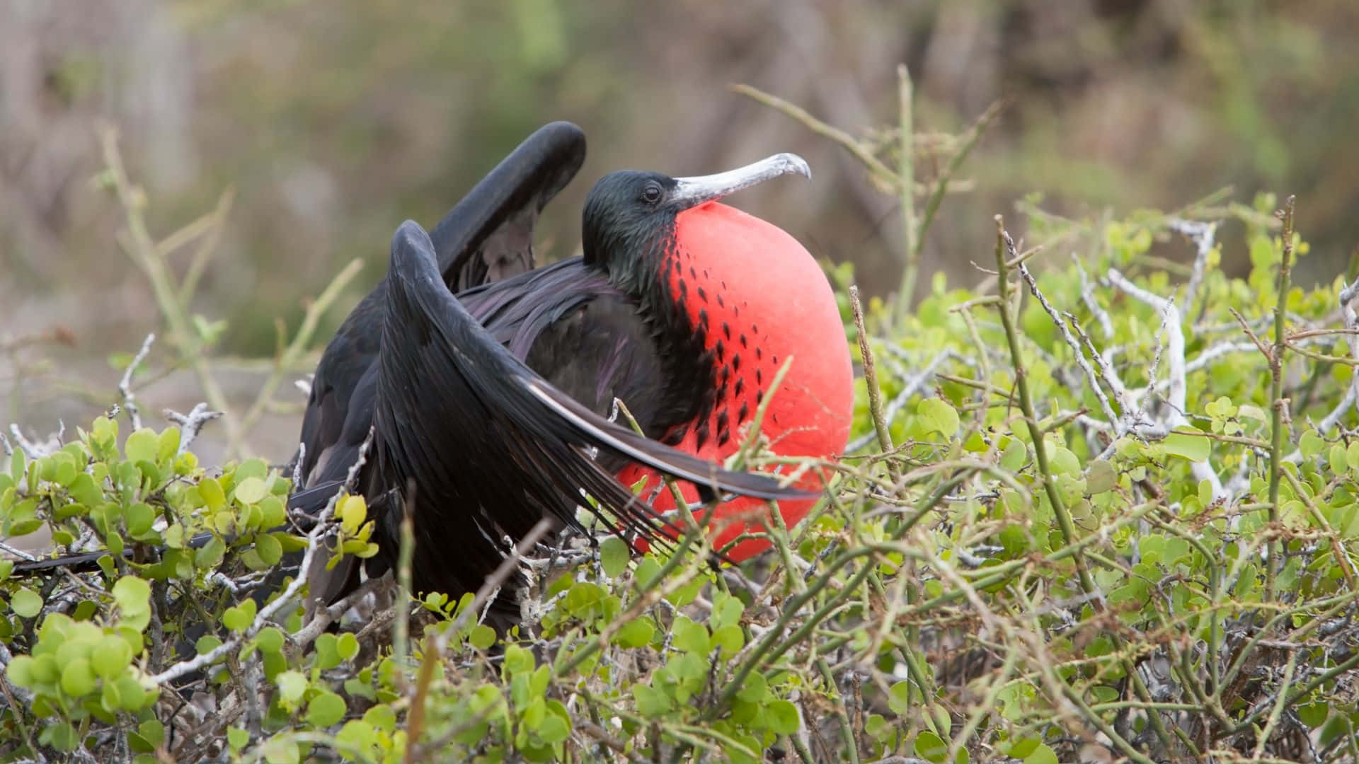magnificent frigatebird, vibrant red throat pouch, green shrubs, Full HD Desktop Wallpaper