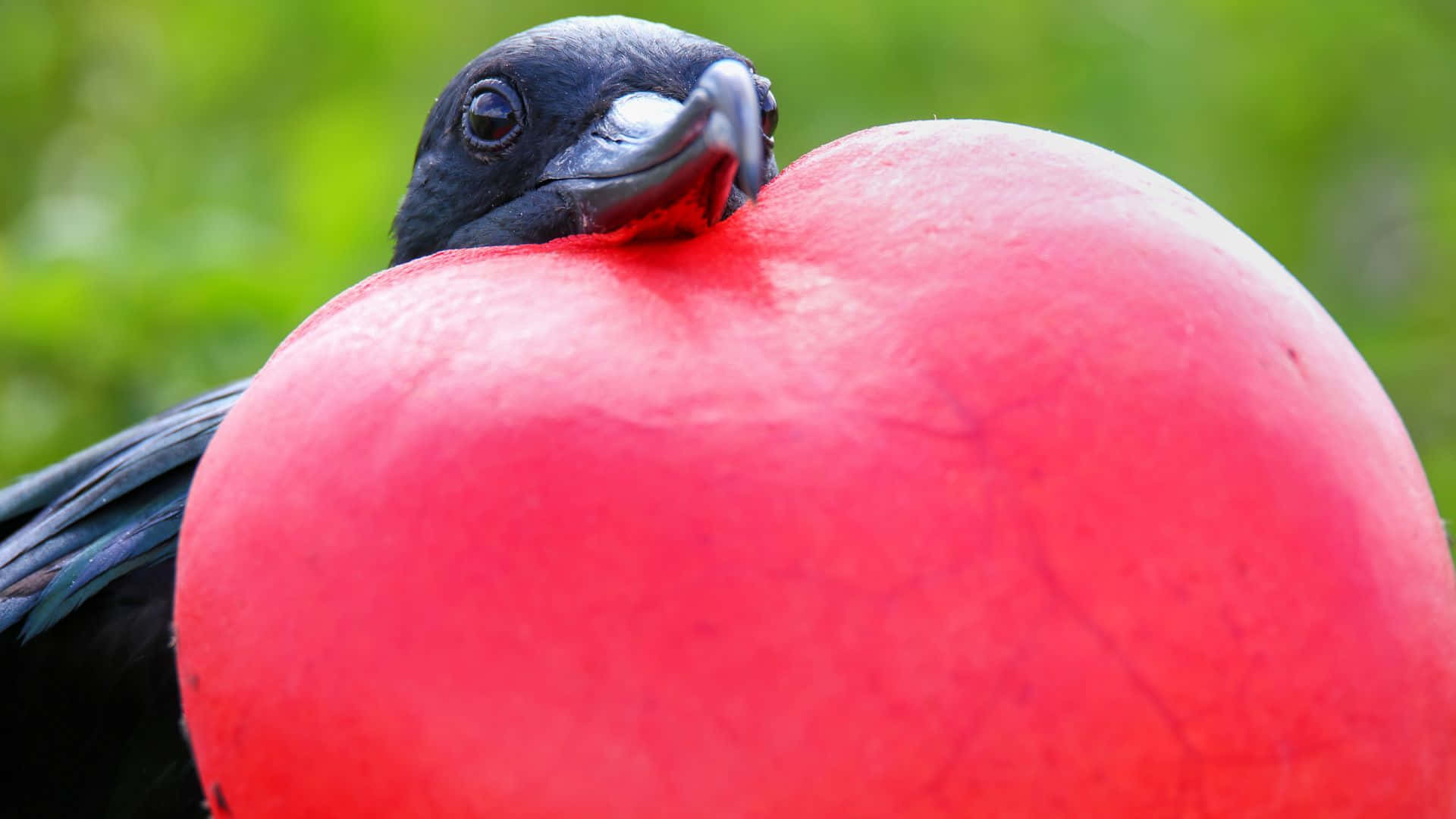 frigatebird, inflated red gular sac, male bird, Full HD Desktop Wallpaper