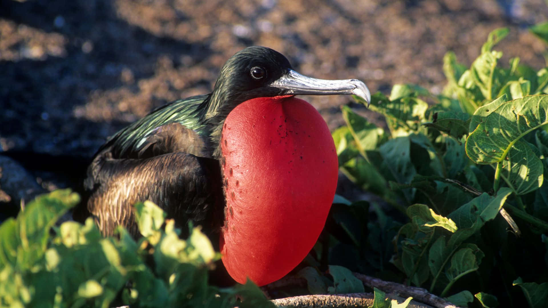 magnificent frigatebird, vivid red throat pouch, sunlit rocky shore, Full HD Desktop Wallpaper