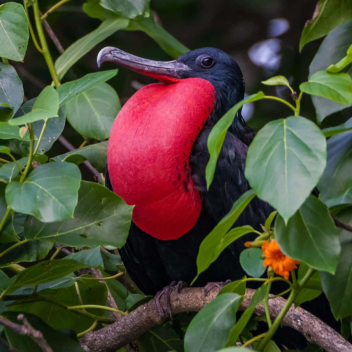 frigatebird, red gular sac, branch, SD Desktop Wallpaper