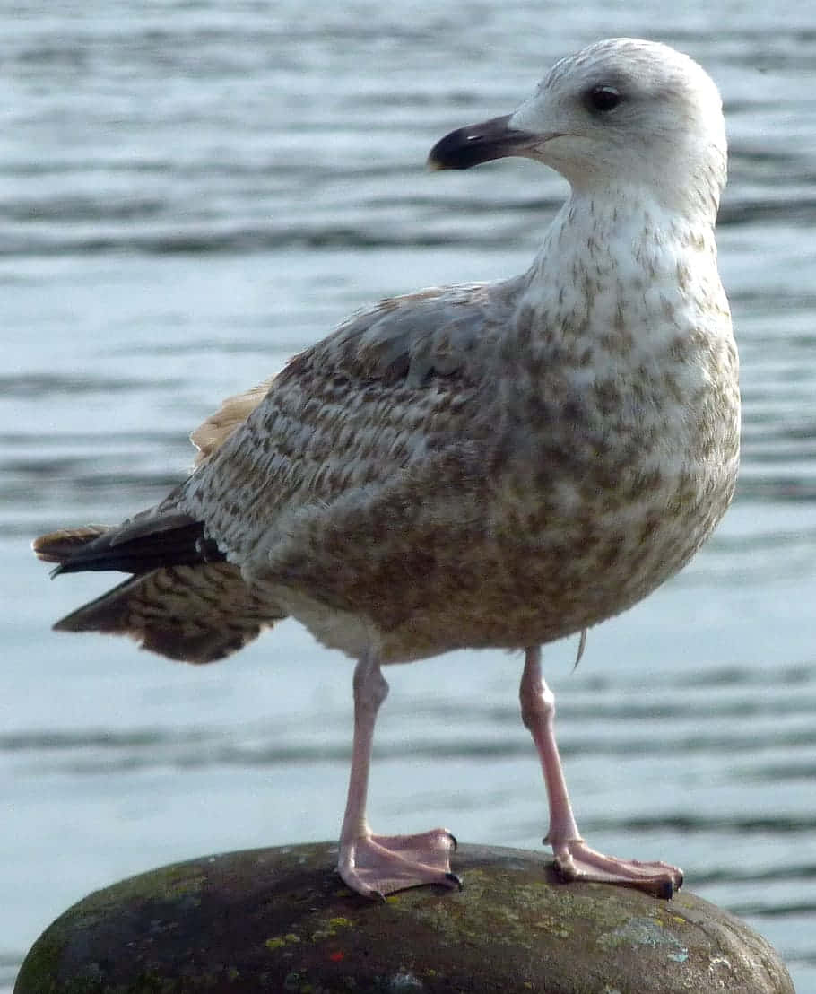 juvenile seagull, mottled gray and white feathers, mossy dark rock, SD Phone Wallpaper