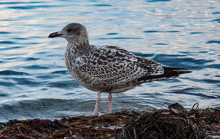 juvenile seagull, waterfront, seaweed, SD Desktop Wallpaper