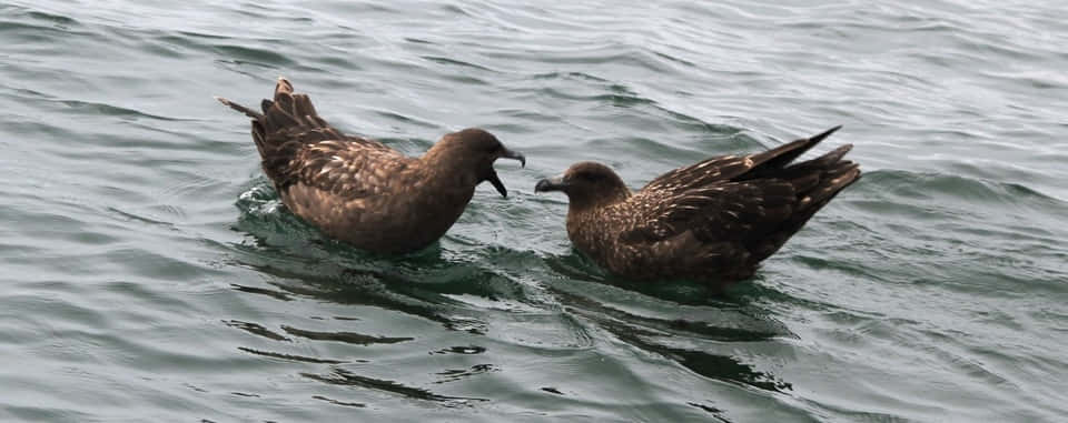 skua, brown, rippling gray-green ocean water, SD Desktop Wallpaper