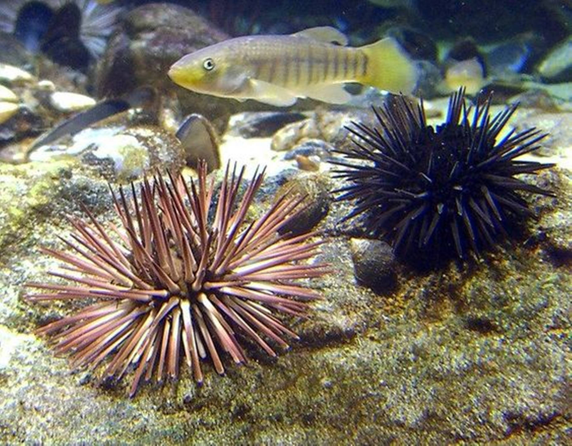 Atlantic Purple, Dark Violet, sea urchin, HD Desktop Wallpaper