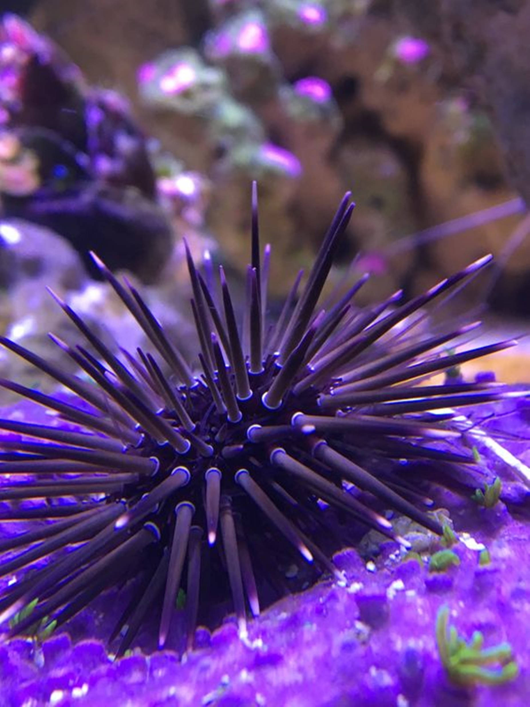 purple sea urchin, dark purple sea urchin, vibrant purple coral, Full HD Phone Wallpaper