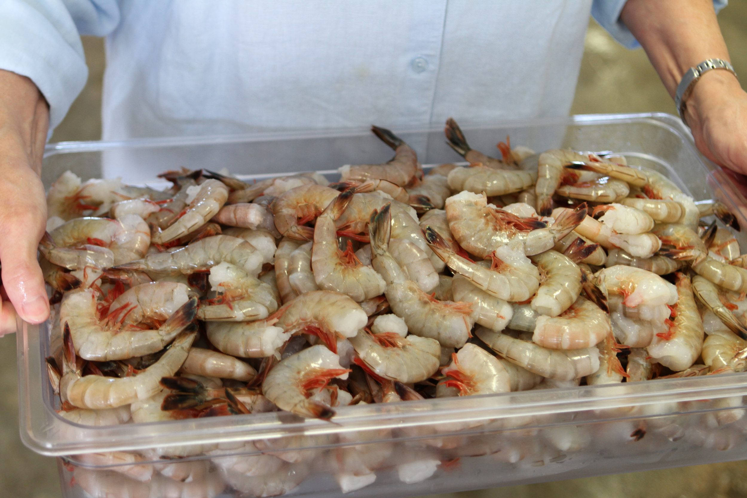 raw shrimp, translucent bodies, orange-tipped tails, Full HD Desktop Wallpaper
