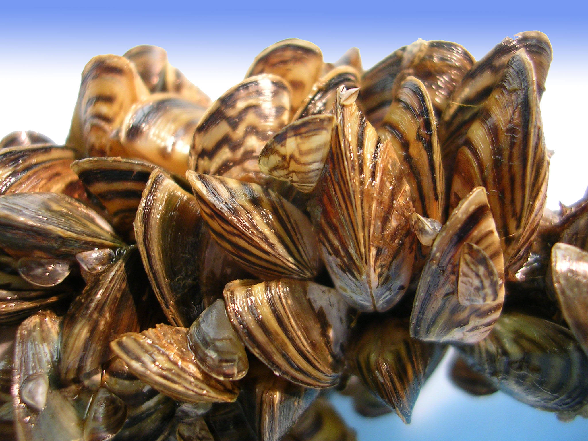 Ohio Zebra species pattern, glossy striped mussels, bright blue gradient background, Full HD Desktop Wallpaper