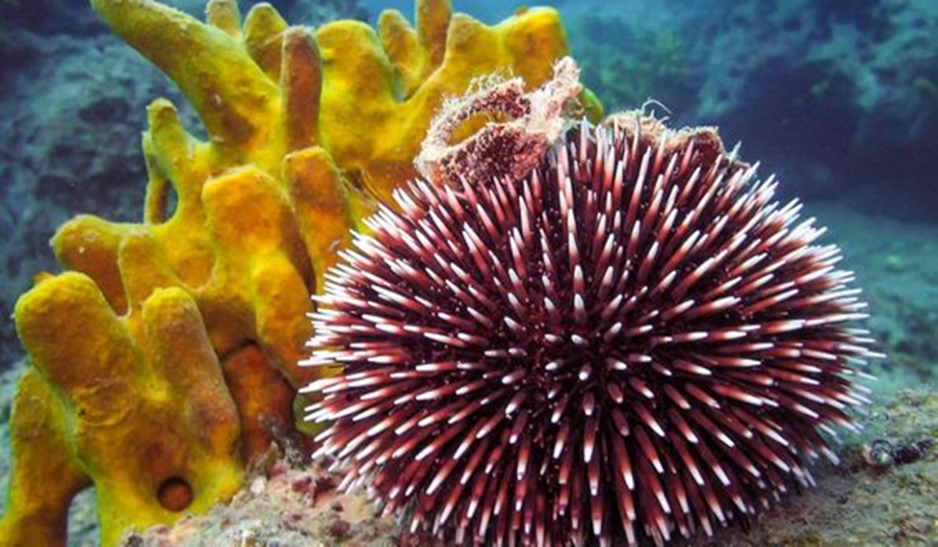 white and red sea urchin, coral sponge, bright yellow coral, HD Desktop Wallpaper
