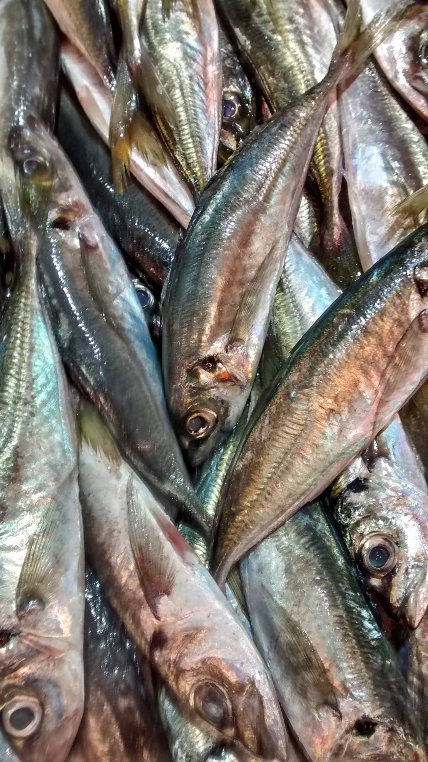 mackerel, silvery, glistening scales, 2K Phone Wallpaper