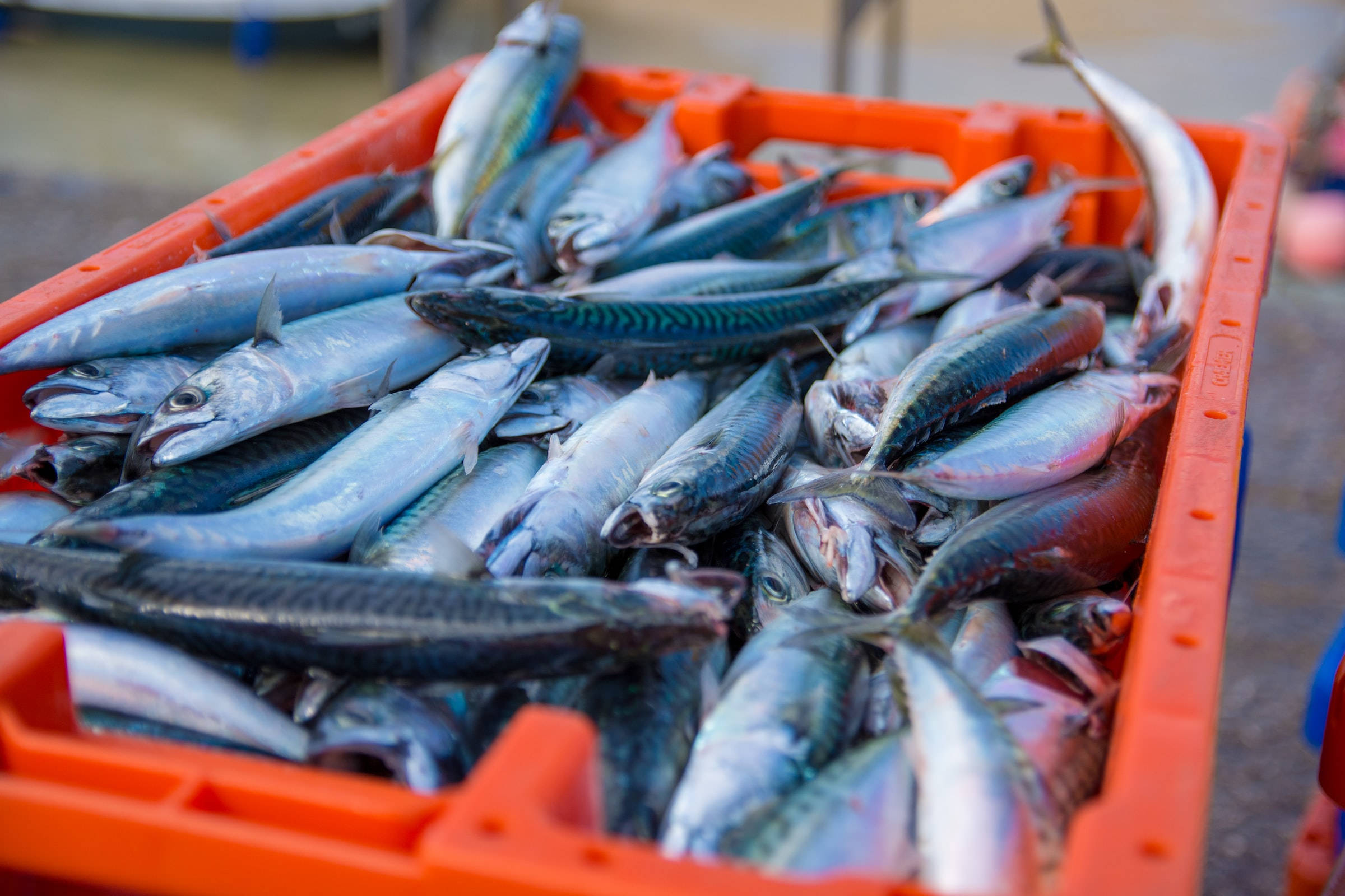 mackerel, orange basket, silvery mackerel, Full HD Desktop Wallpaper