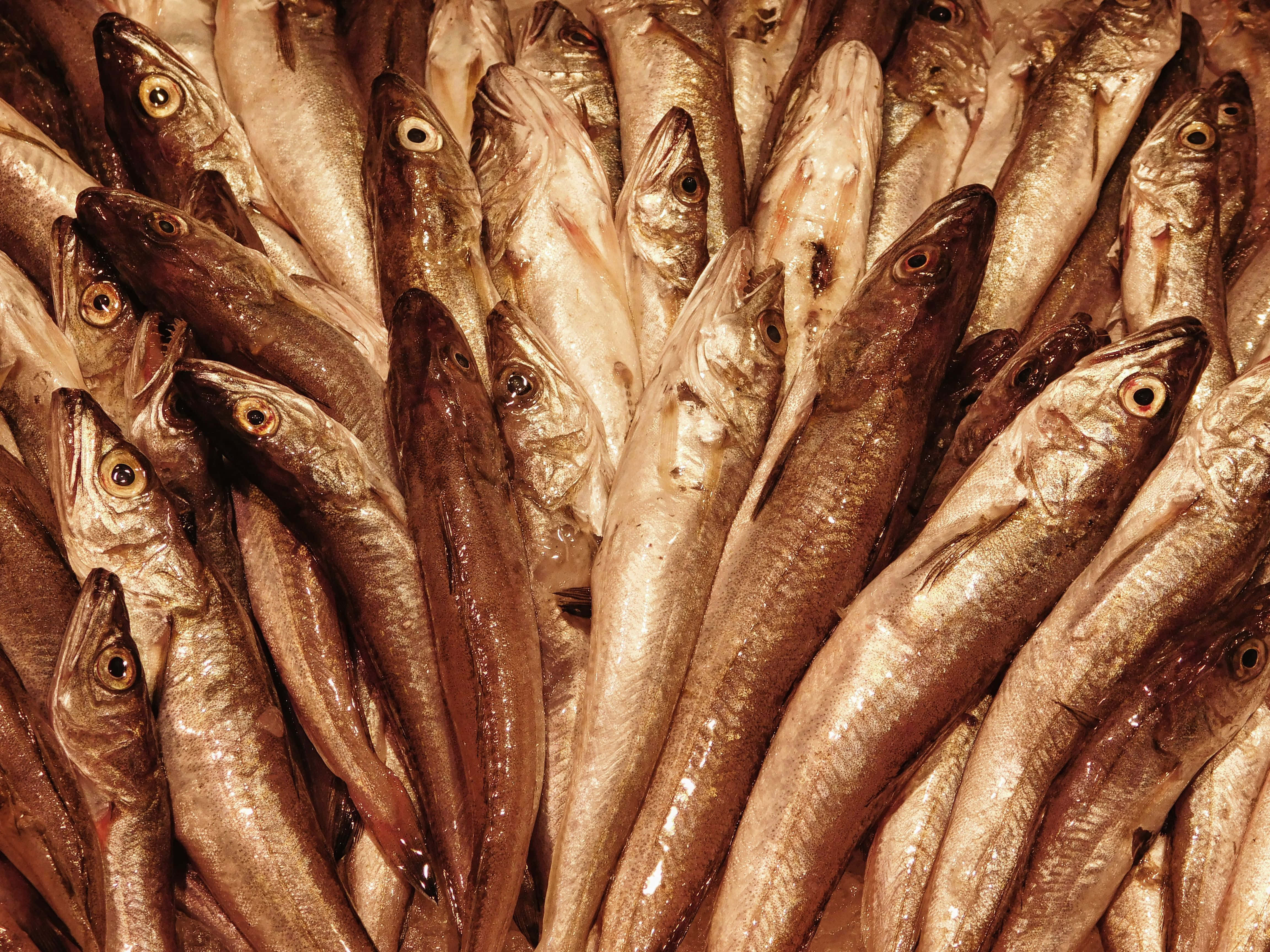 fish, glistening scales, wide eyes, 4K Desktop Wallpaper