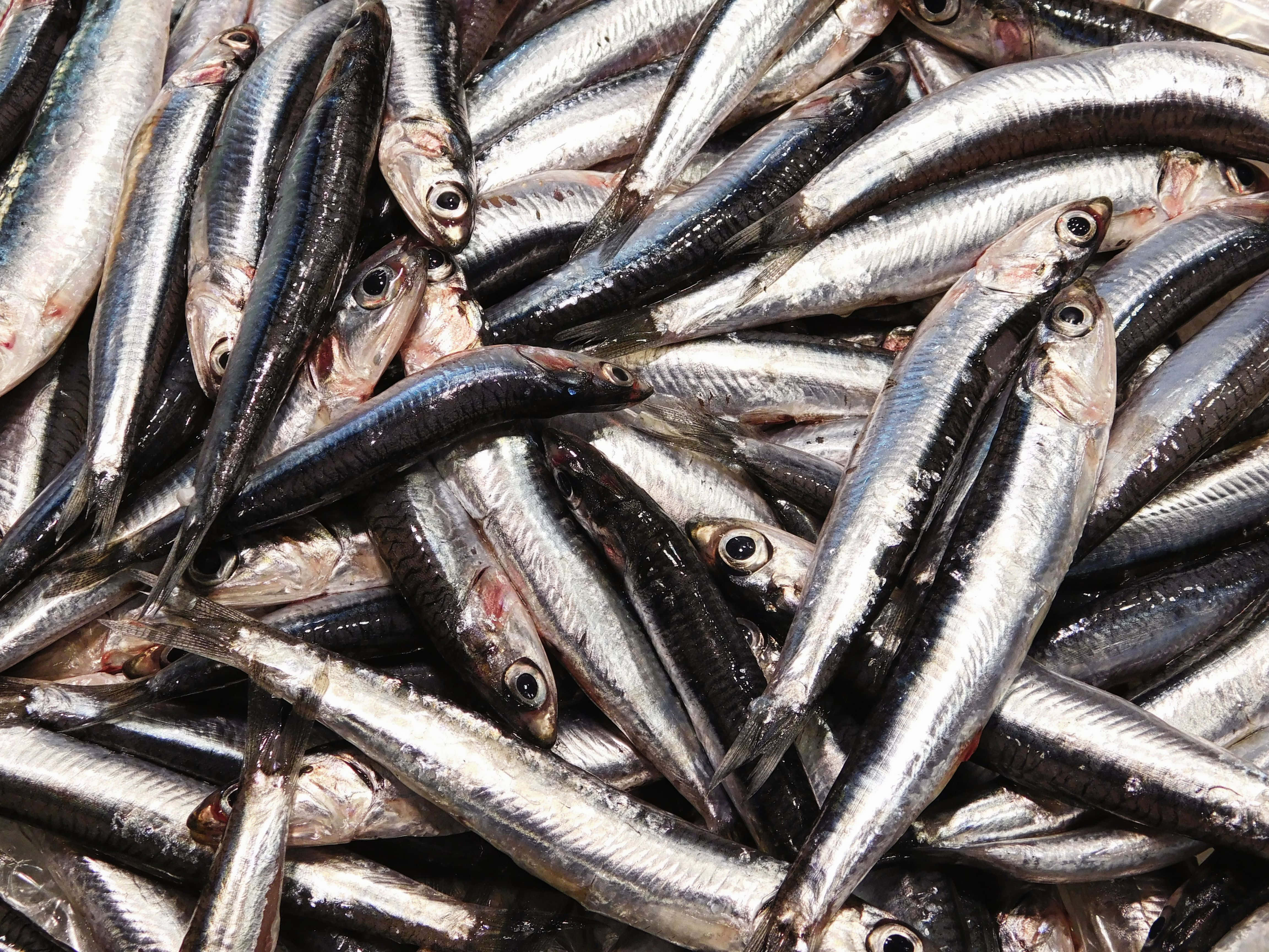 silver fish, dark backs, shiny scales, 4K Desktop Wallpaper