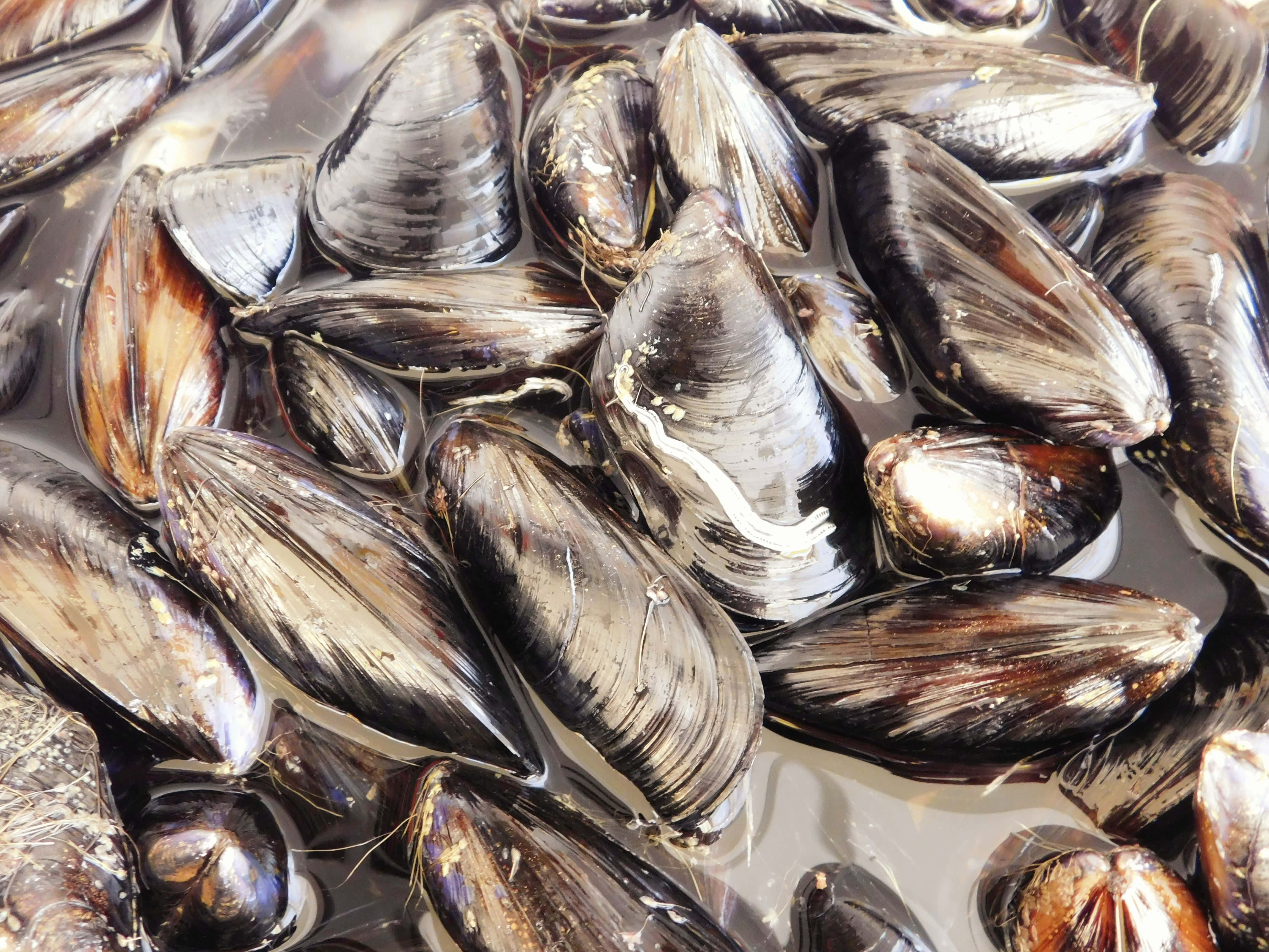 mussels, glossy dark, shallow water, 4K Desktop Wallpaper