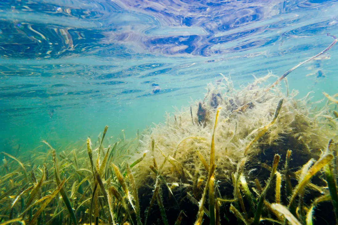 Seagrass
