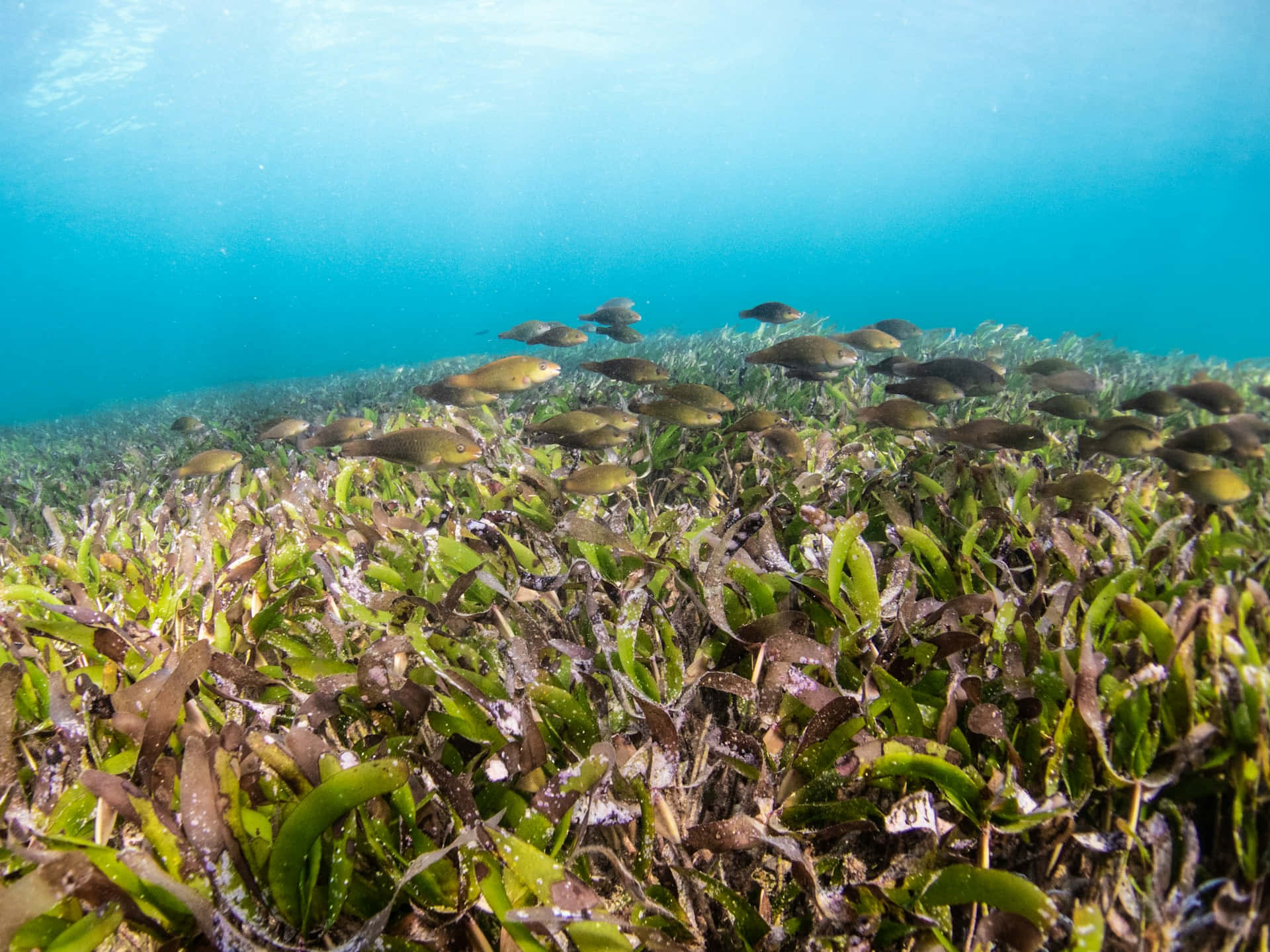underwater seagrass bed, school of fish, green and brown seaweed, Full HD Desktop Wallpaper