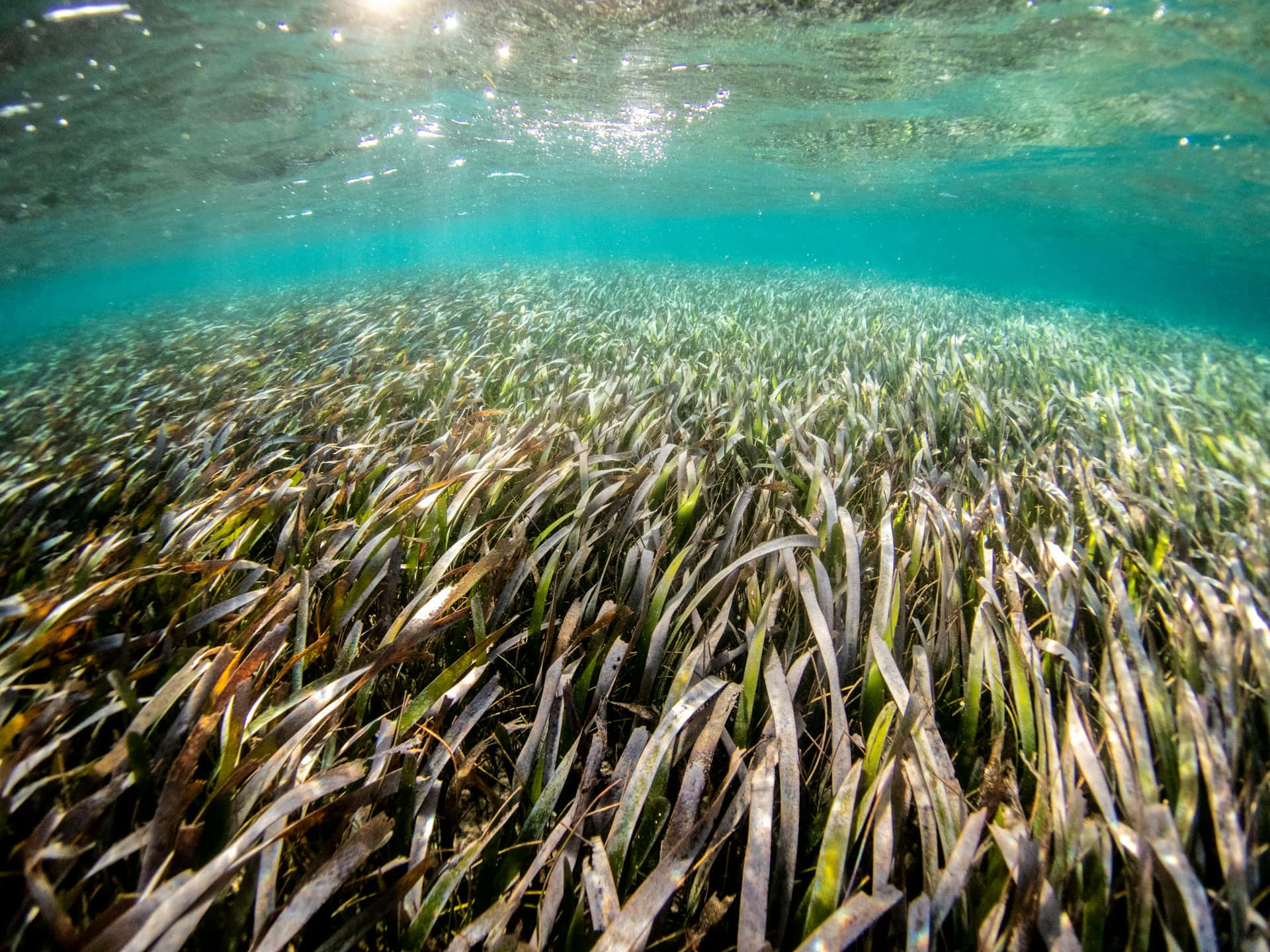 underwater seagrass bed, turquoise water, sunlight filters, Full HD Desktop Wallpaper