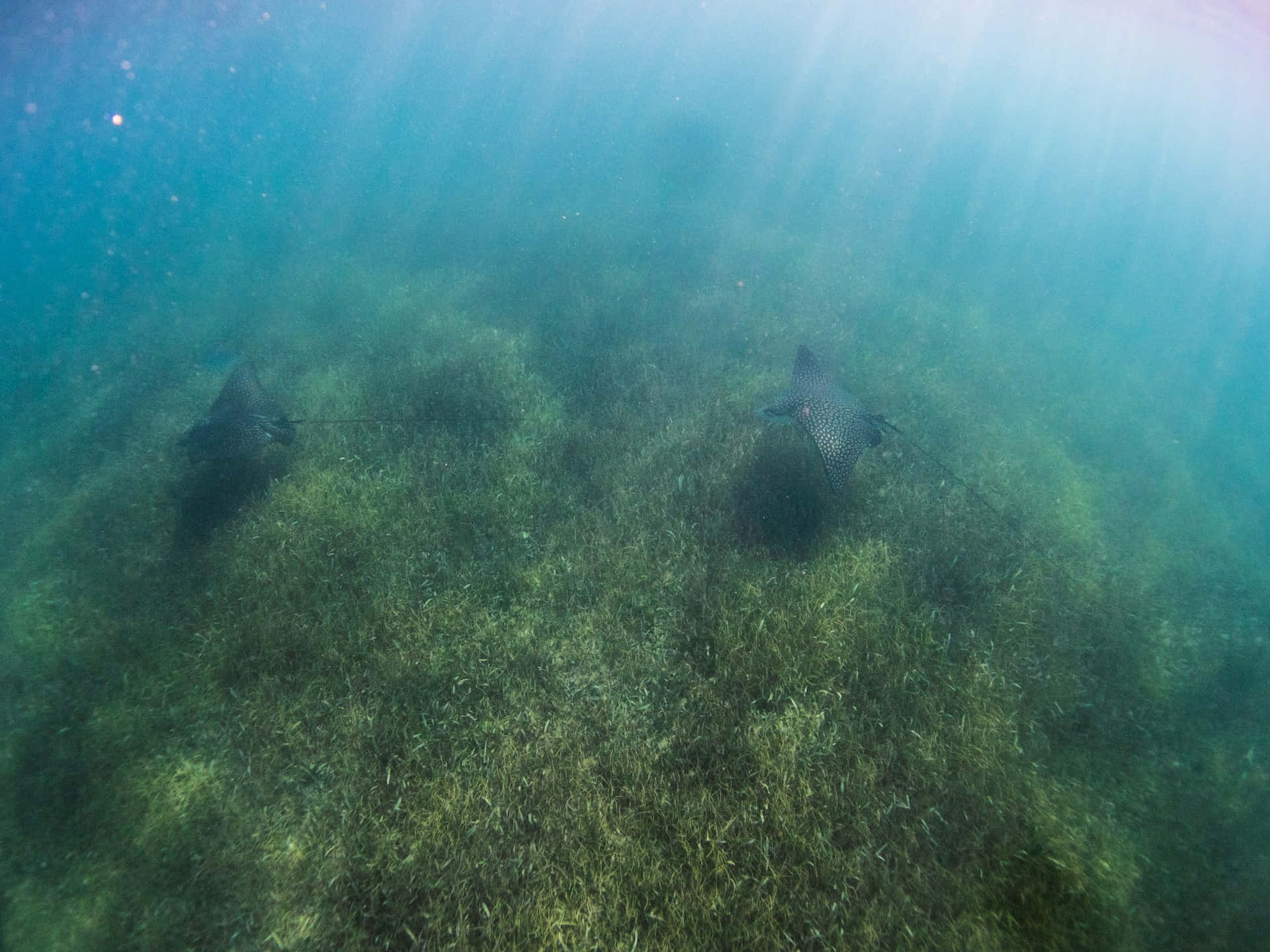spotted eagle rays, seagrass bed, turquoise water, Full HD Desktop Wallpaper