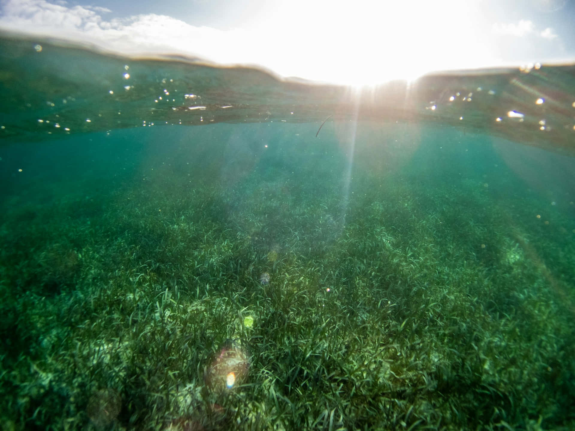 underwater seagrass bed, sunlight, water's surface, Full HD Desktop Wallpaper