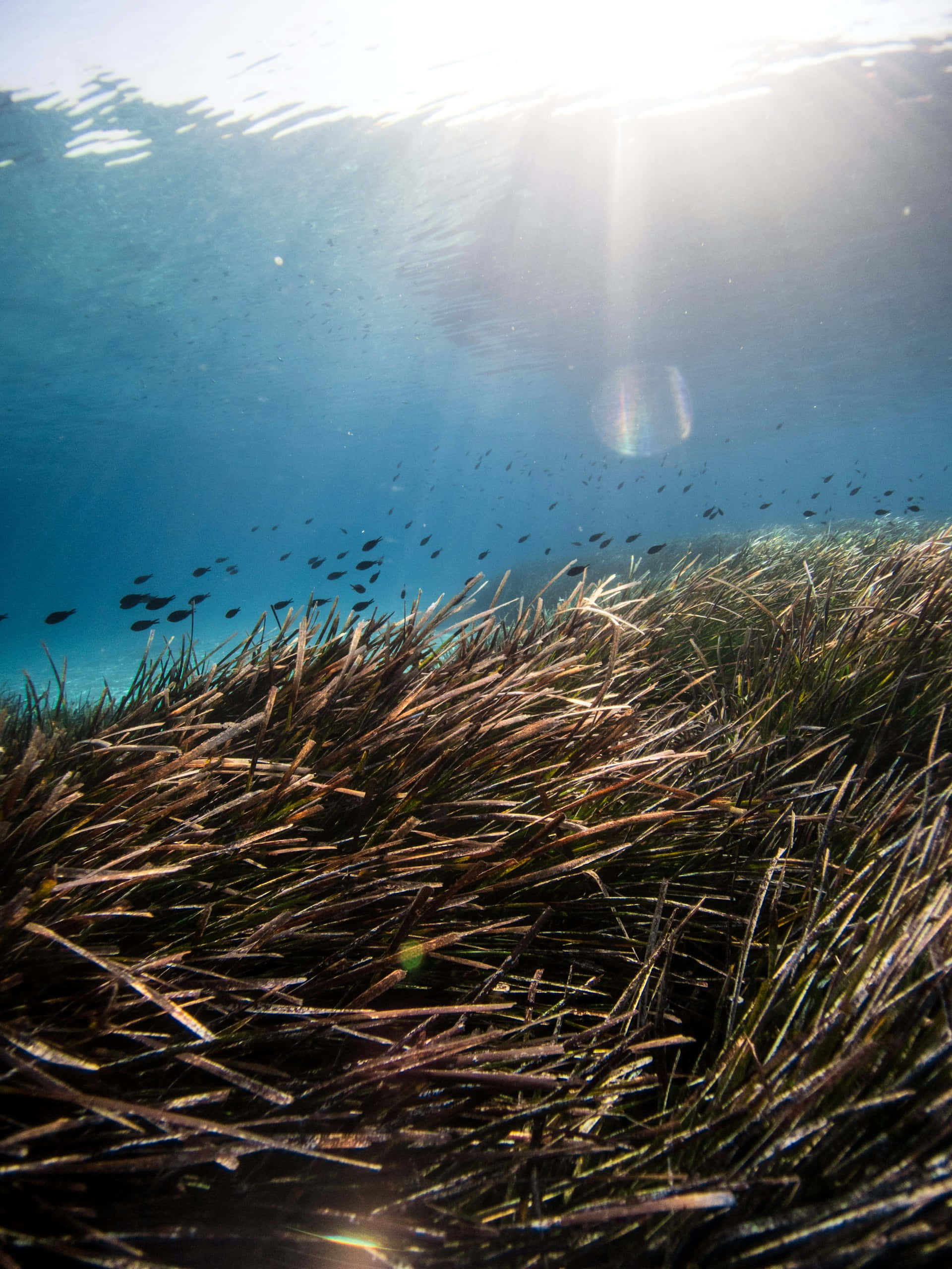 underwater seagrass bed, fish school, sunlight, 2K Phone Wallpaper