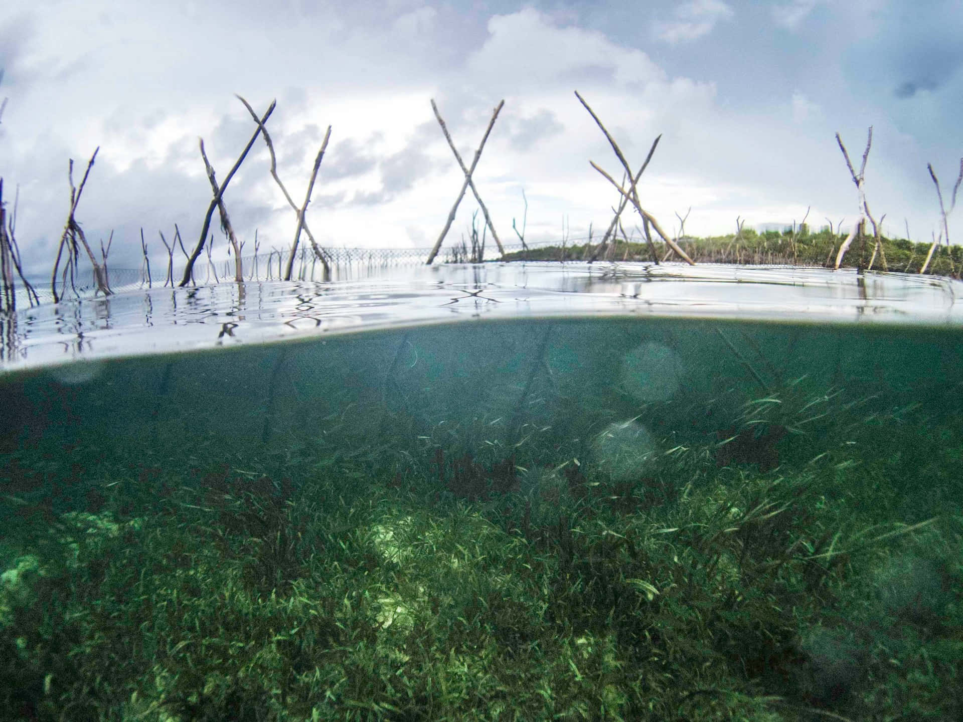 mangrove roots, lush green seagrass, clear tropical waters, Full HD Desktop Wallpaper